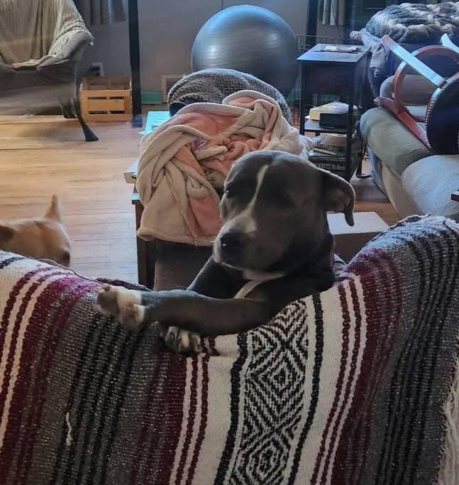 Enlarge Jade, a Adoptable Pit Bull Terrier in Denver, CO image 2/4