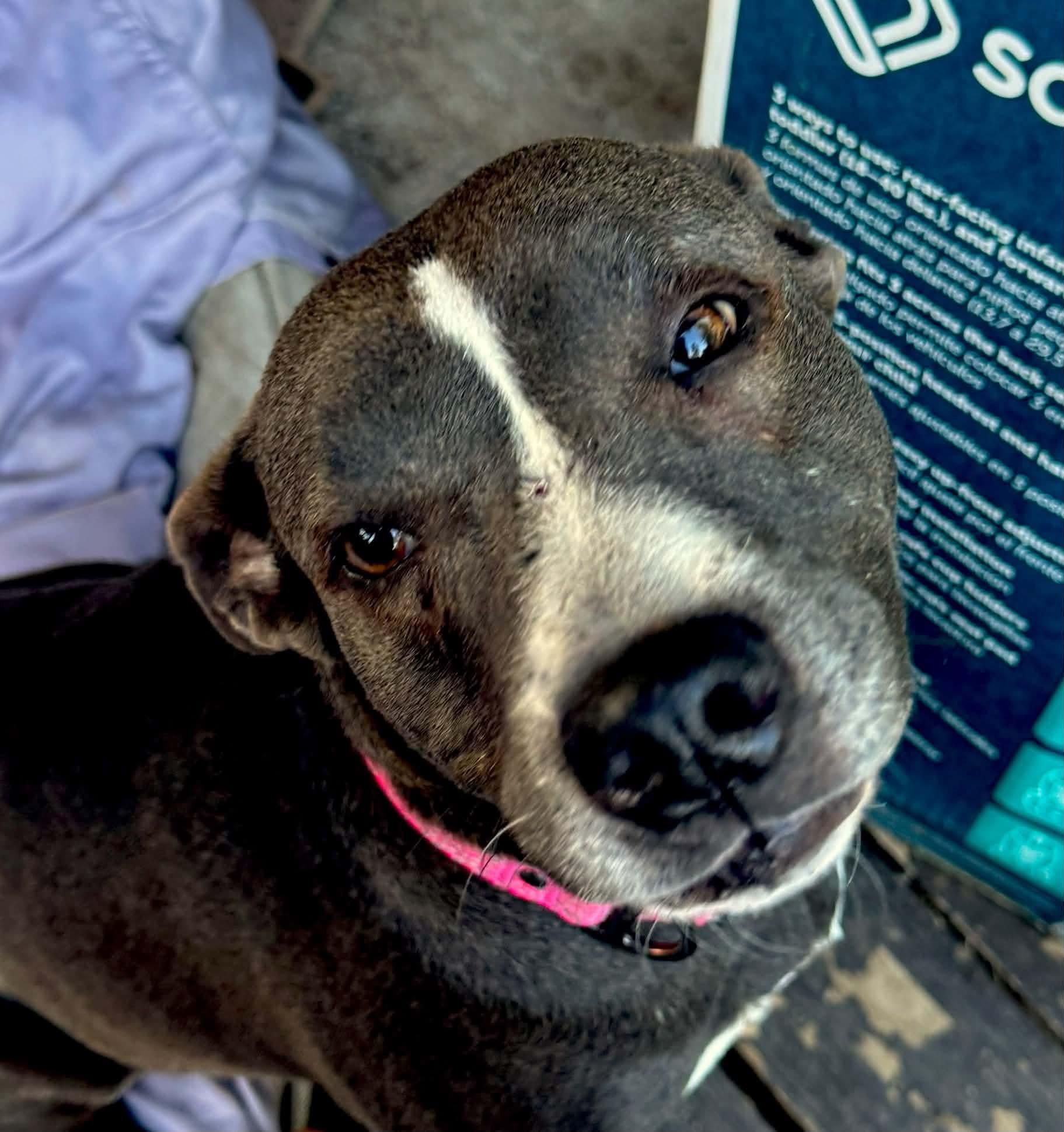 Enlarge Jade, a Adoptable Pit Bull Terrier in Denver, CO image 4/4