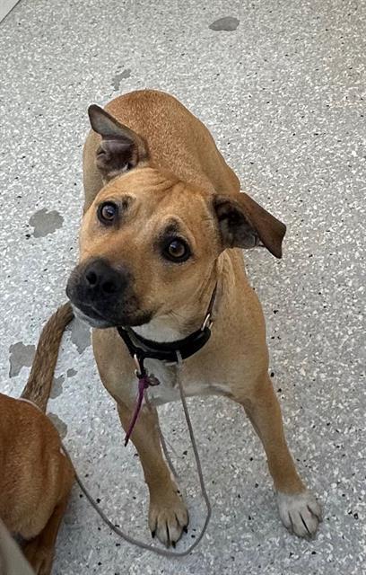 Enlarge BACON BITS, a Adoptable mixed breed in Lodi, CA image 1/1