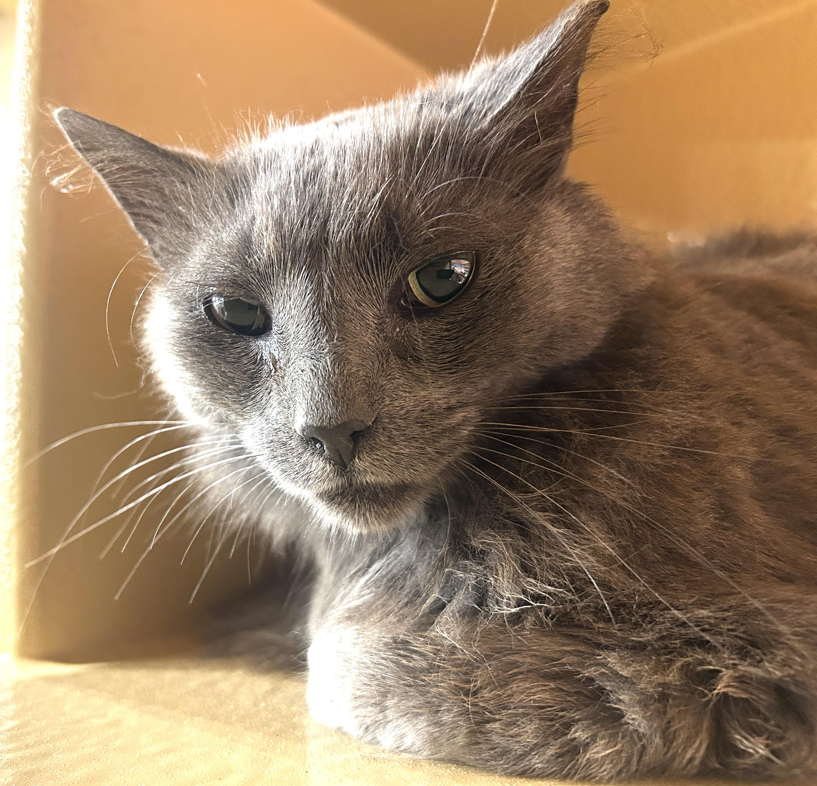 Enlarge Bunny, a ADOPTABLE Domestic Long Hair in Fairfax, VA image 3/3