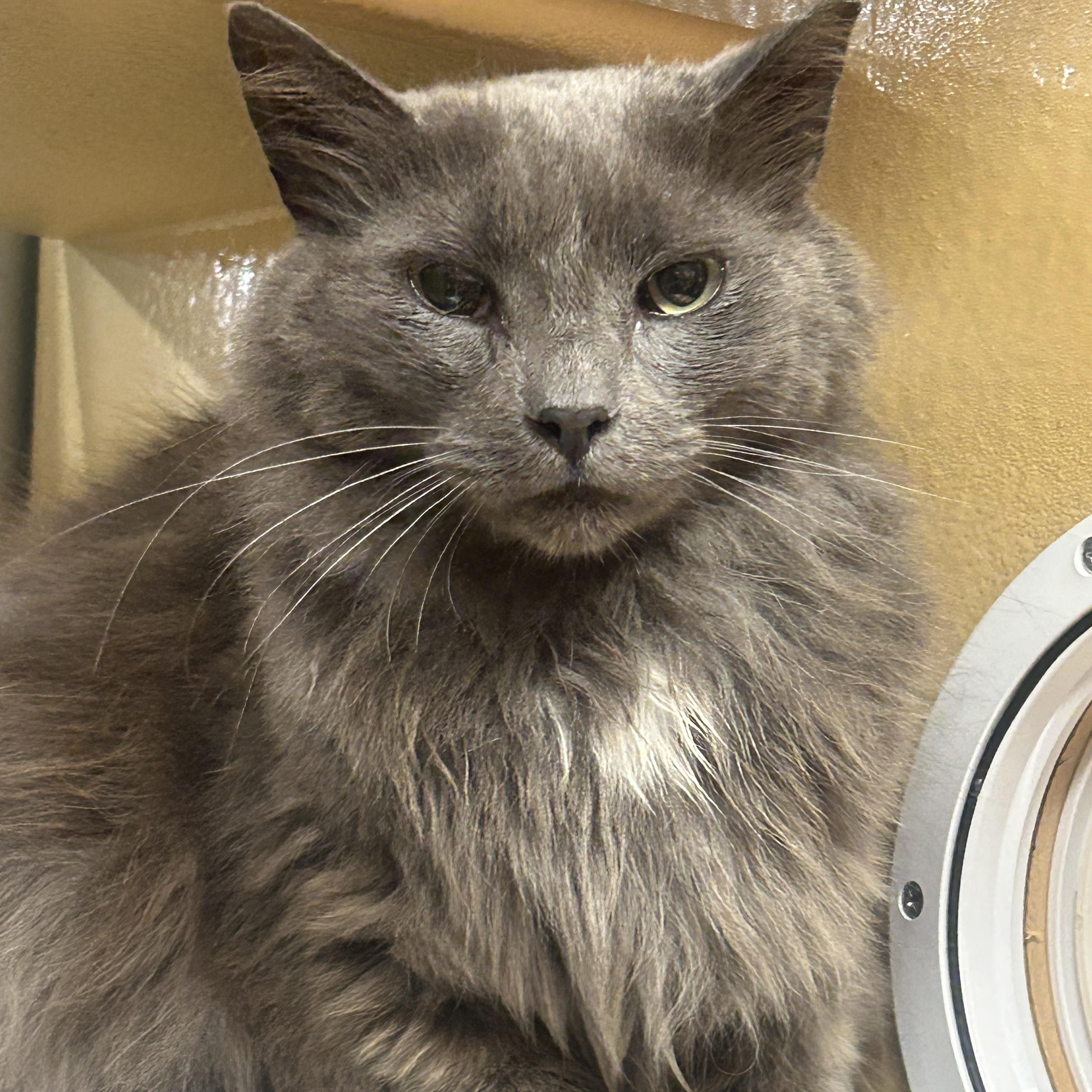 Bunny, ADOPTABLE, Adult Male Domestic Long Hair.