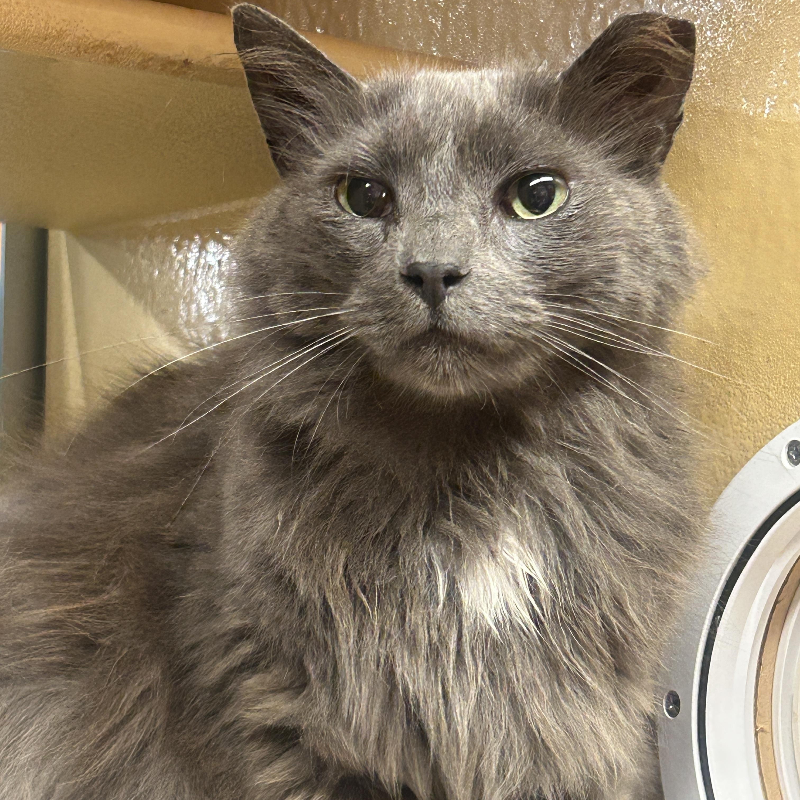 Enlarge Bunny, a ADOPTABLE Domestic Long Hair in Fairfax, VA image 2/3