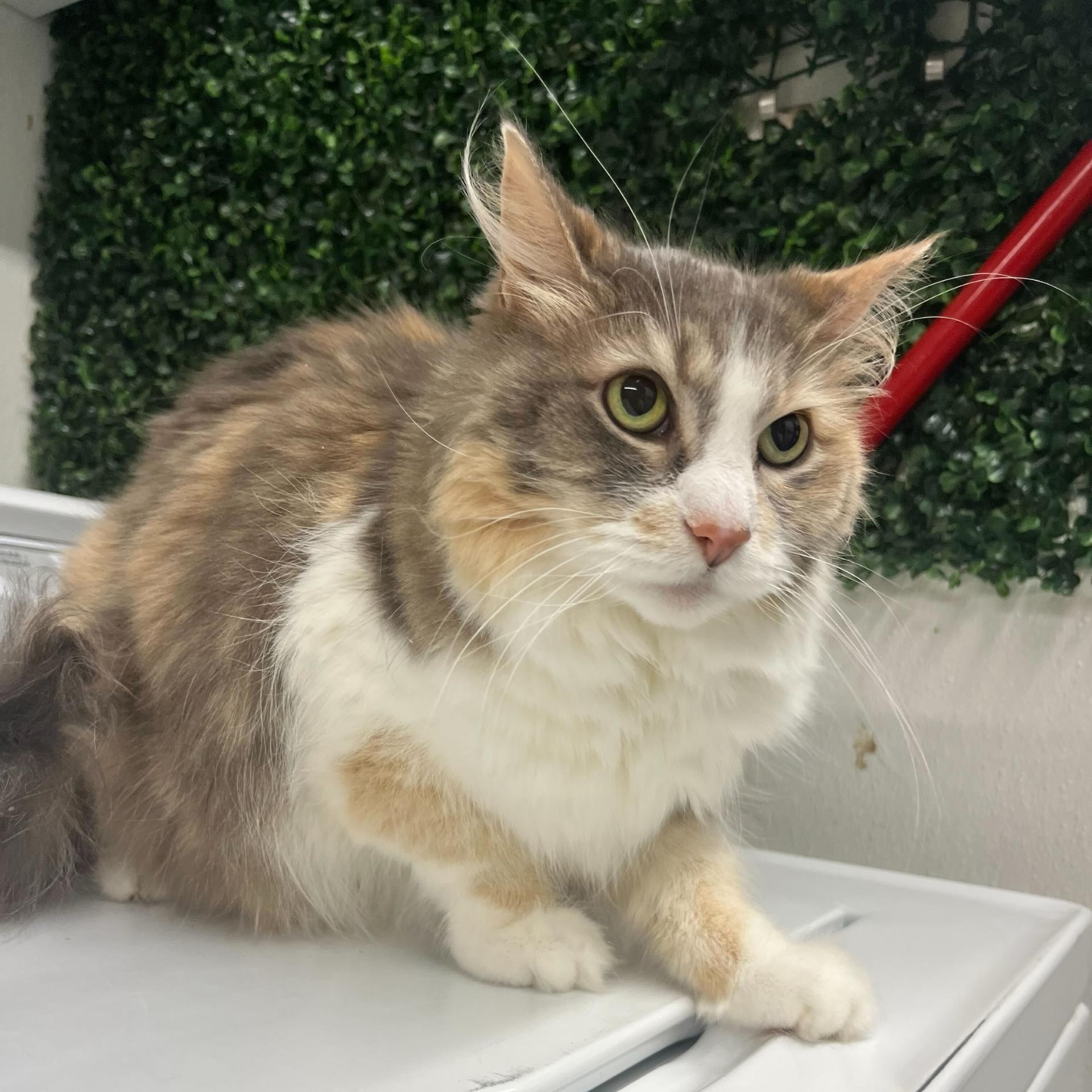 Pumpkin, adopted, Adult Female Domestic Long Hair.