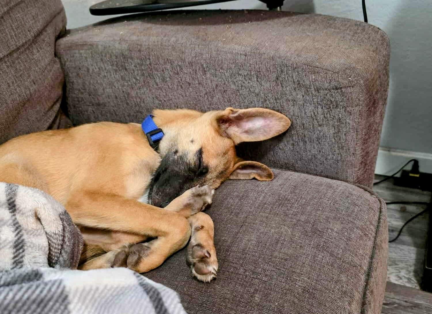 Rudi, Adoptable, Young Male Belgian Shepherd / Malinois.