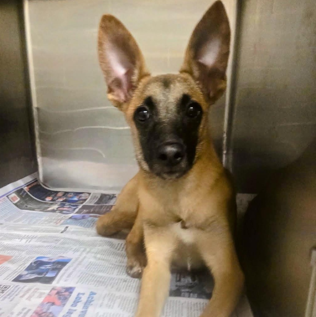 Rudi, a Adoptable Belgian Shepherd / Malinois in Nucla, CO image 2/3