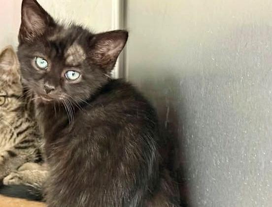 Enlarge SANTIAGO, a Adoptable Domestic Short Hair in Saint Louis, MO image 1/1