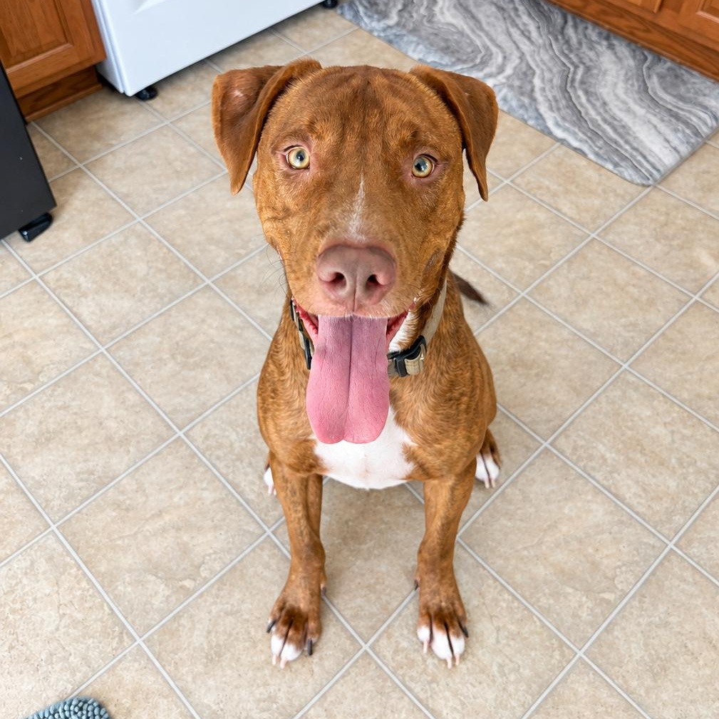 Bourbon, Adoptable, Adult Male Terrier & Vizsla.