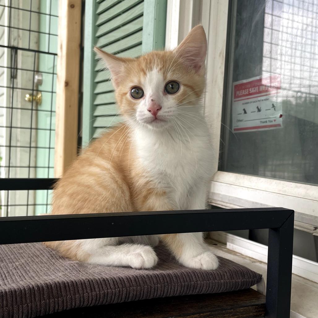 Snuzzle, Adoptable, Kitten Male Domestic Short Hair.
