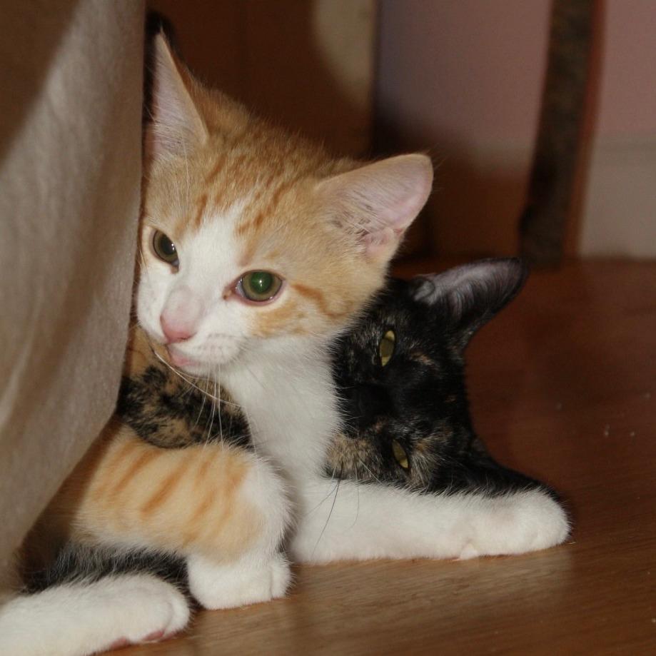 Enlarge Snuzzle, a Adoptable Domestic Short Hair in Lexington, KY image 2/6