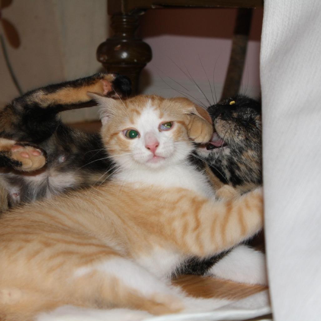 Enlarge Snuzzle, a Adoptable Domestic Short Hair in Lexington, KY image 3/6