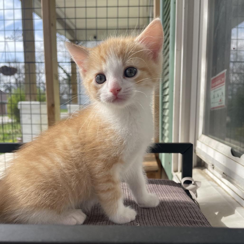 Enlarge Snuzzle, a Adoptable Domestic Short Hair in Lexington, KY image 2/3