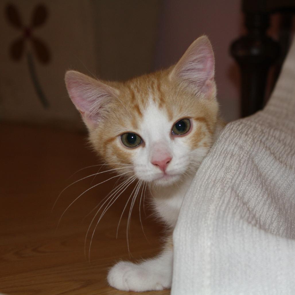 Enlarge Snuzzle, a Adoptable Domestic Short Hair in Lexington, KY image 4/6