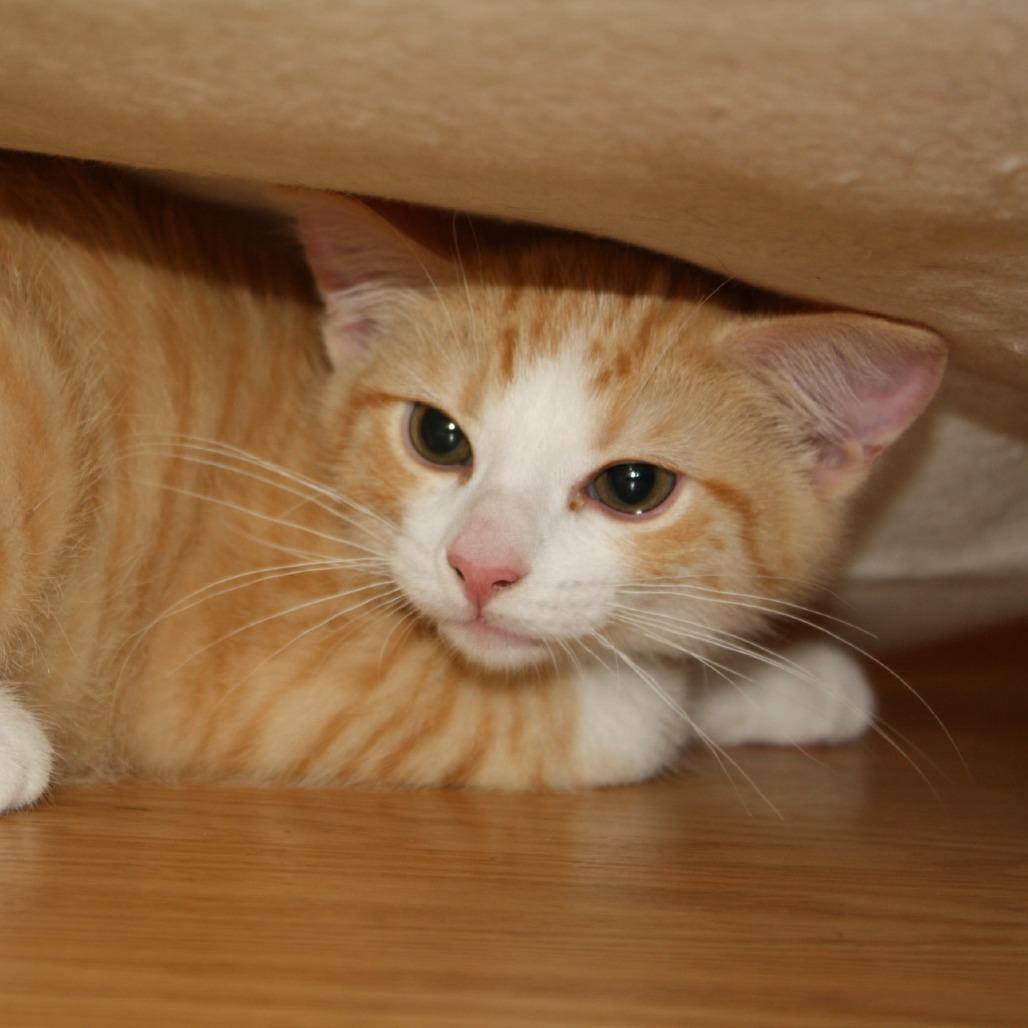 Enlarge Snuzzle, a Adoptable Domestic Short Hair in Lexington, KY image 5/6