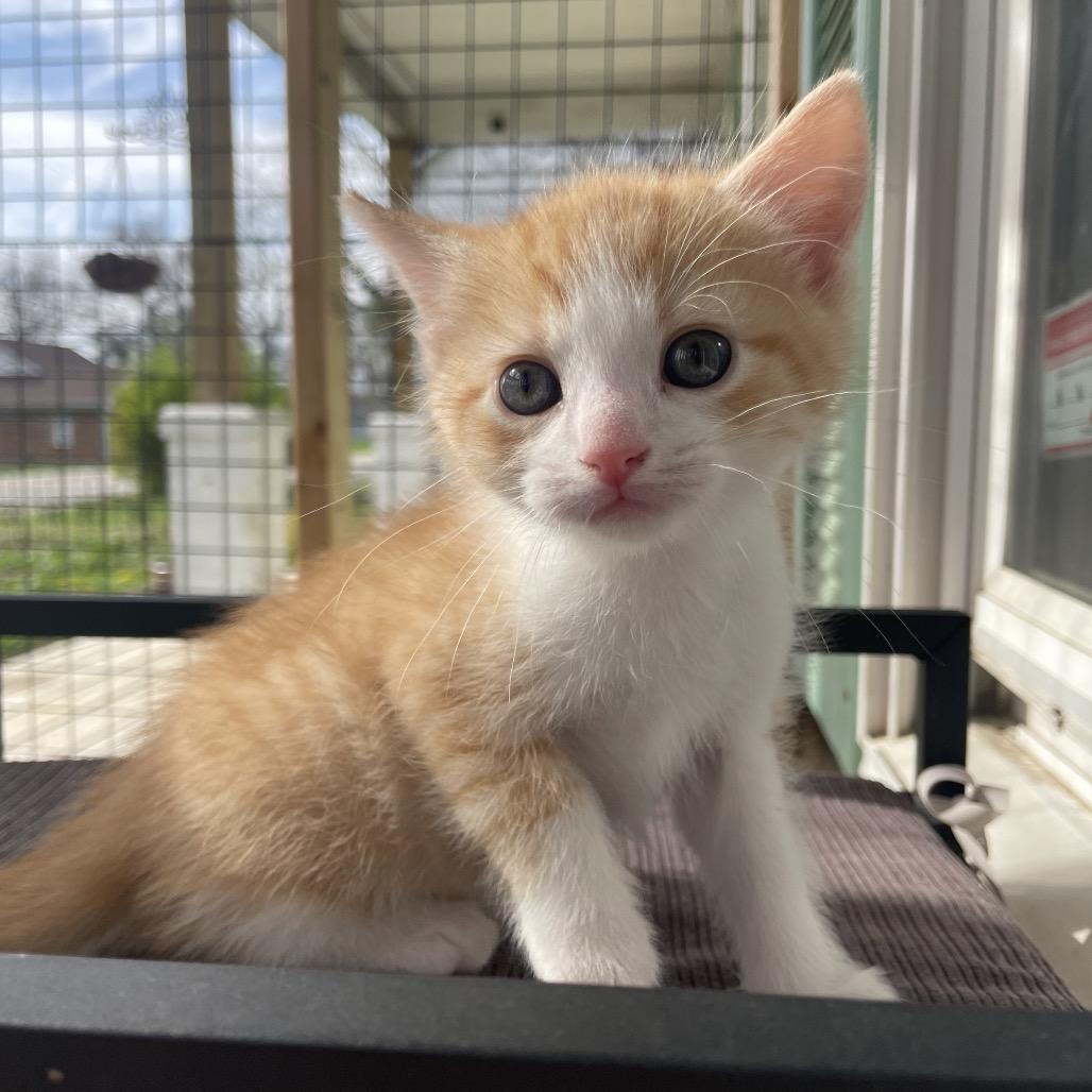 Enlarge Snuzzle, a Adoptable Domestic Short Hair in Lexington, KY image 3/3