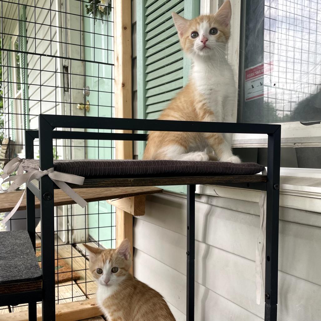 Enlarge Snuzzle, a Adoptable Domestic Short Hair in Lexington, KY image 6/6