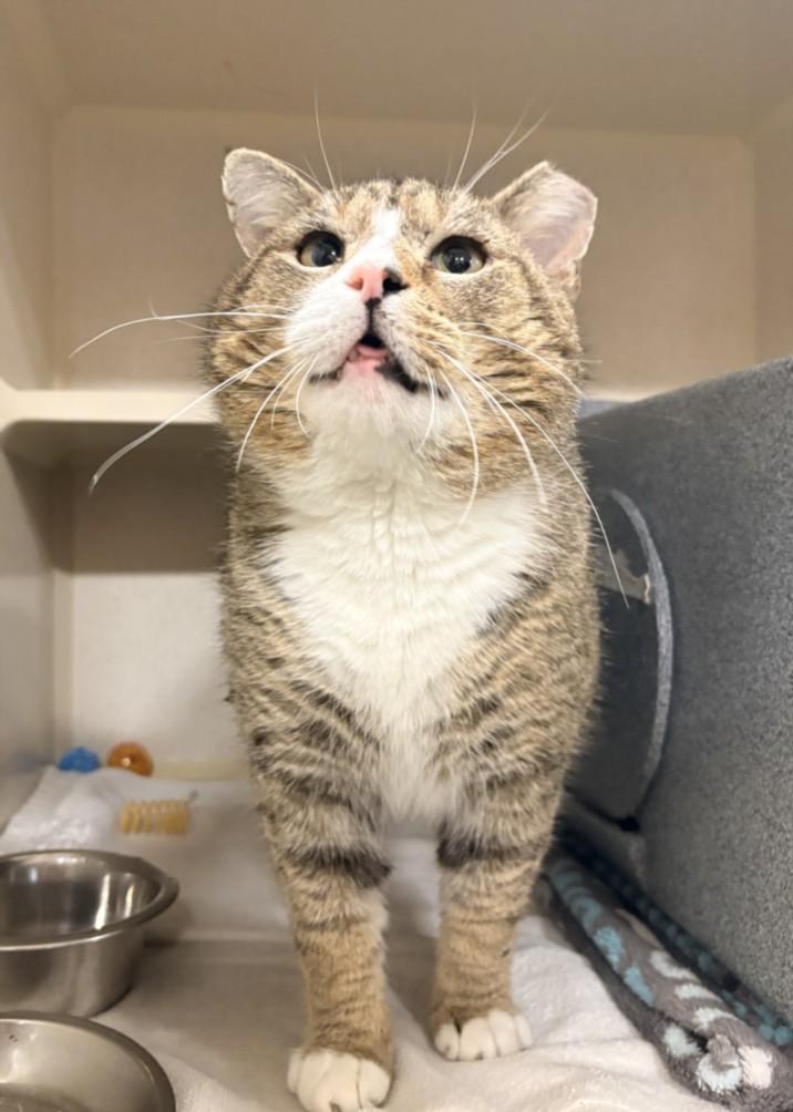 Enlarge JADIS, a Adoptable Domestic Short Hair in Hagerstown, MD image 1/1