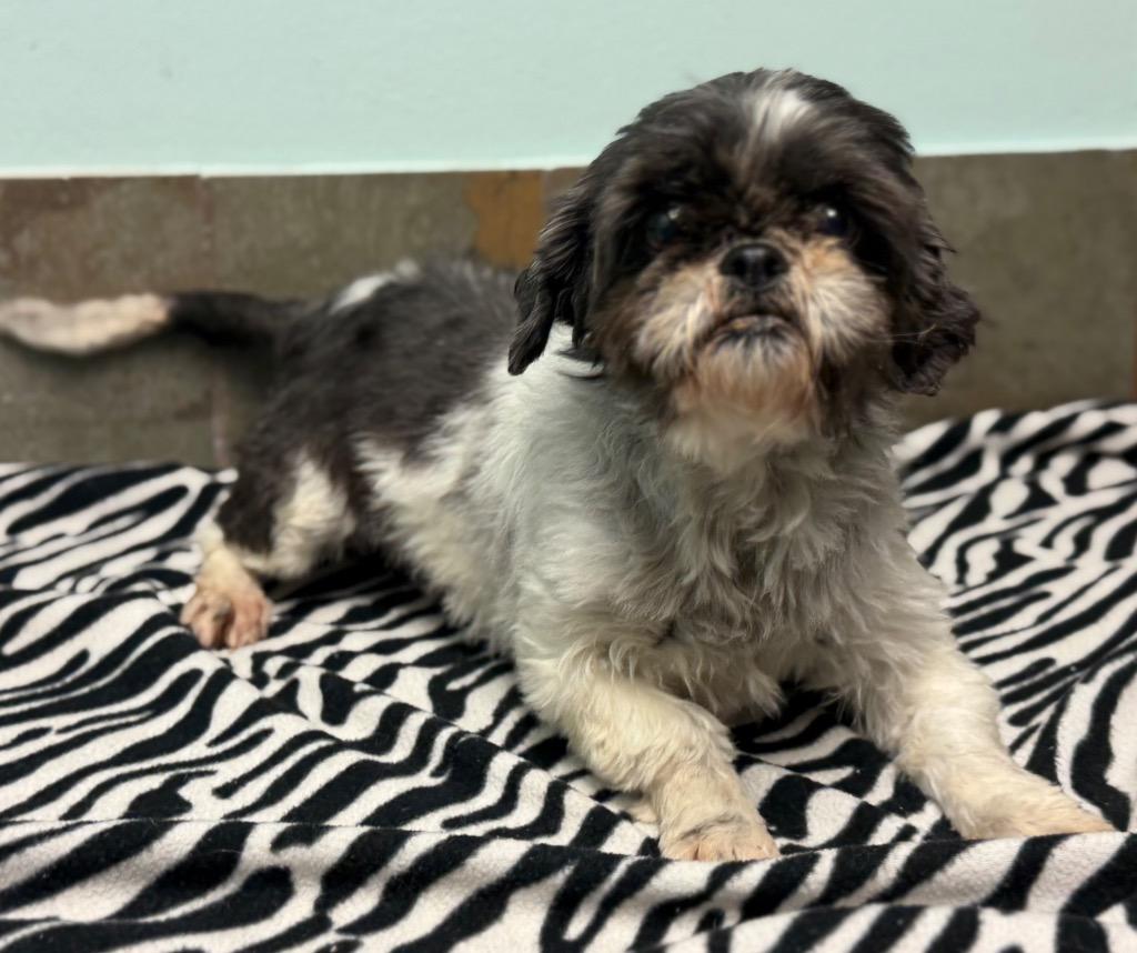 Iris, adopted, Senior Female Shih Tzu.