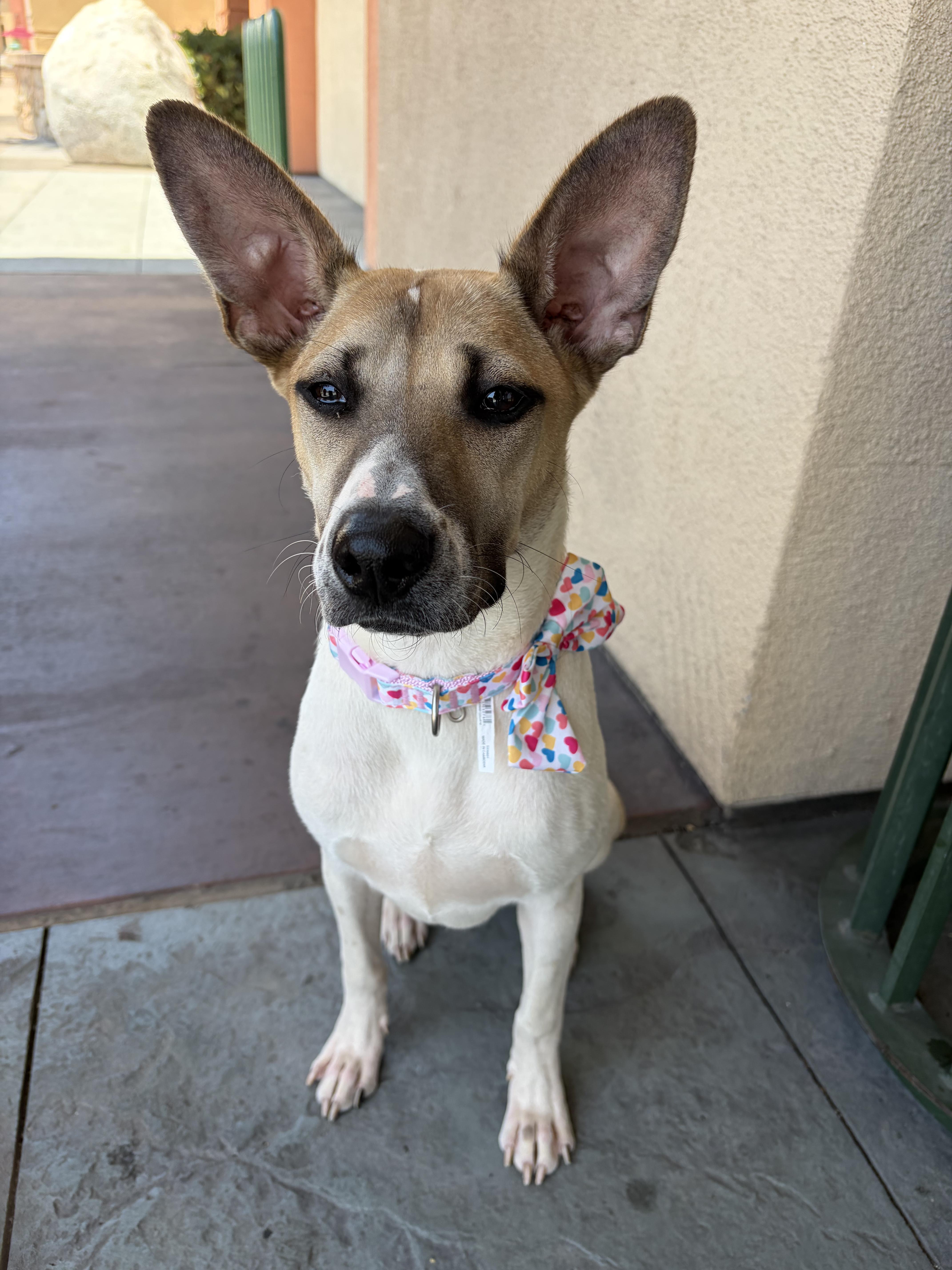 Daisy, ADOPTABLE, Puppy Female Shepherd.