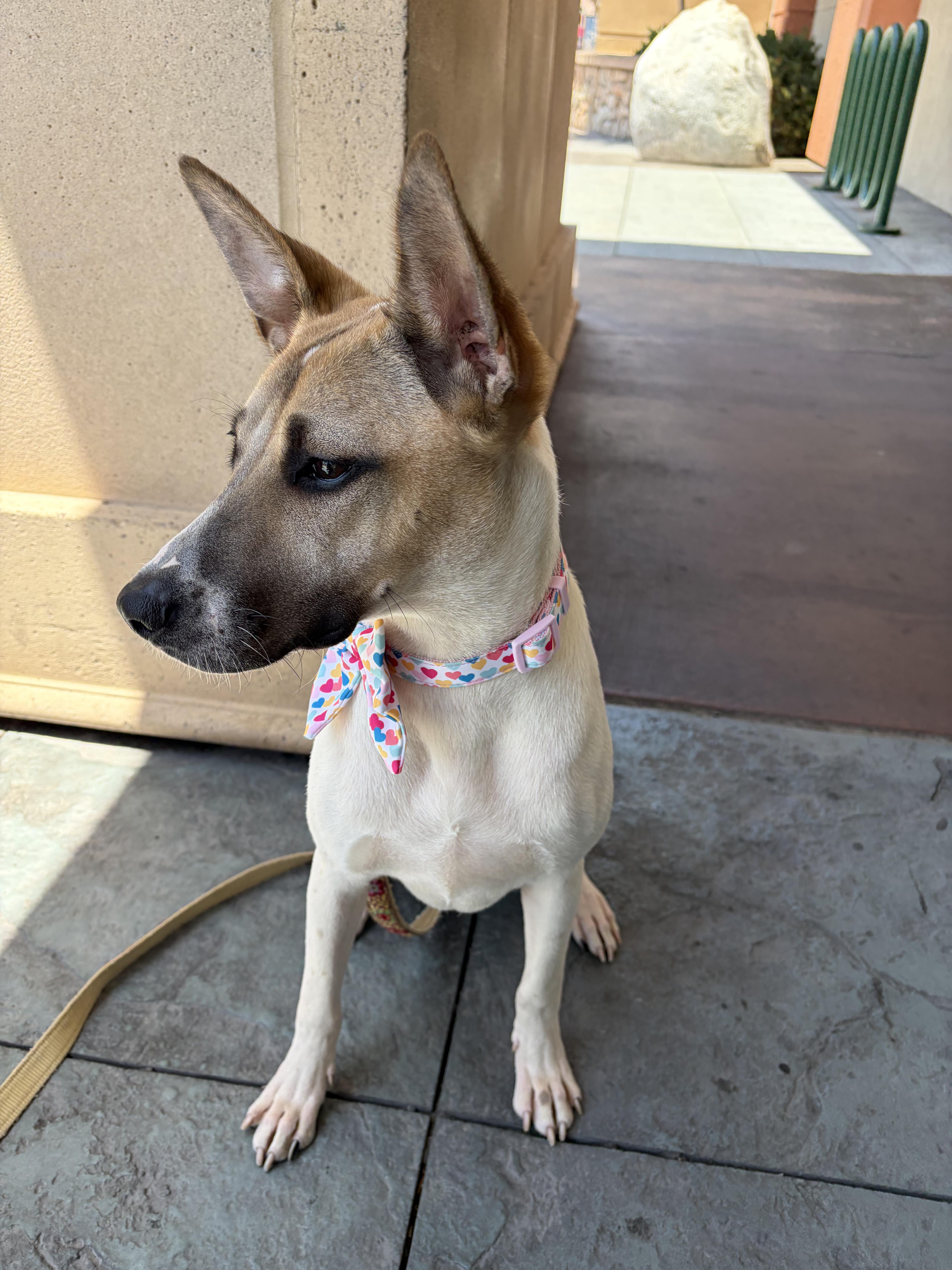 Daisy, a ADOPTABLE mixed breed in Poway, CA image 2/3