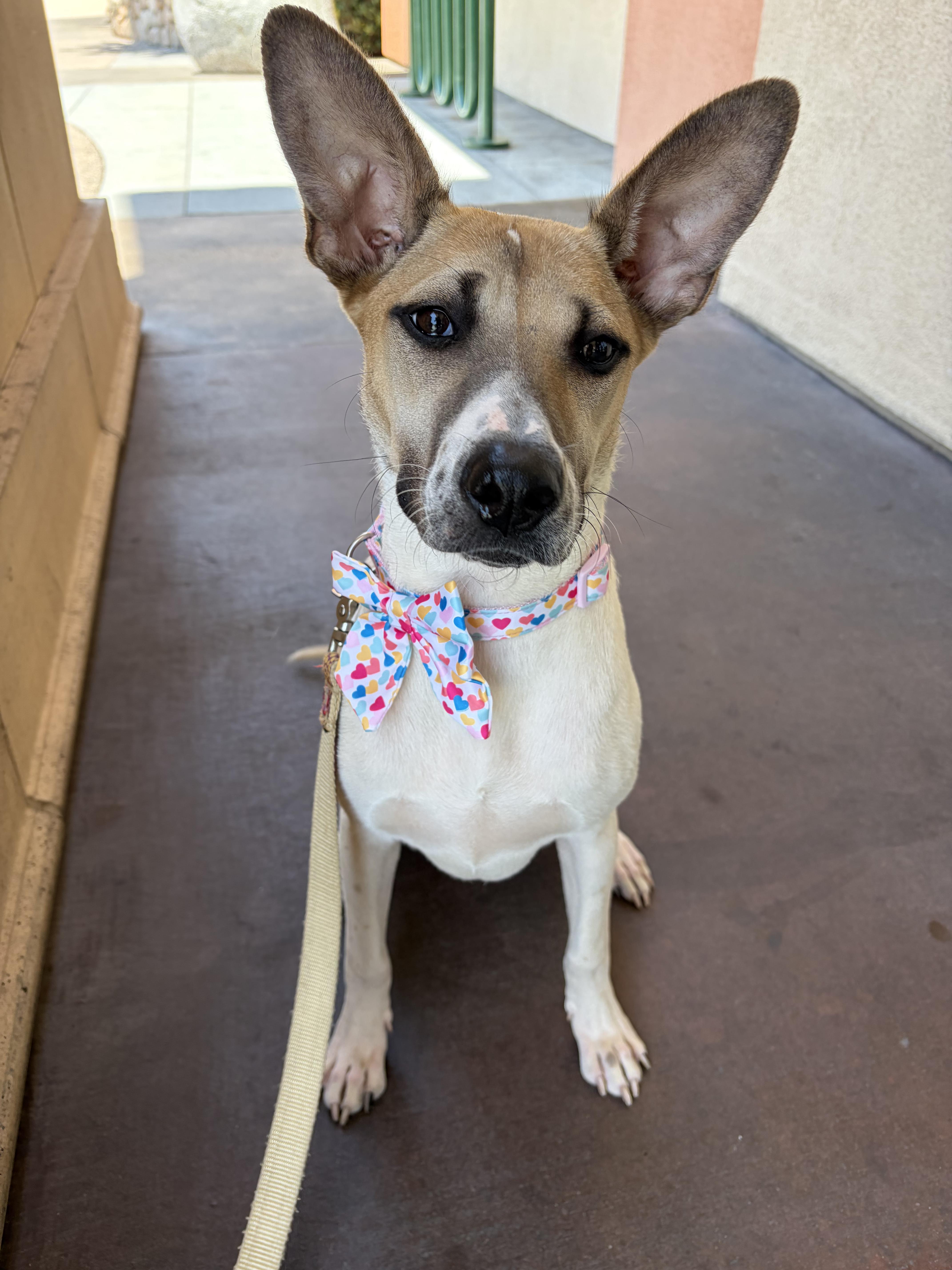 Daisy, a ADOPTABLE mixed breed in Poway, CA image 3/3