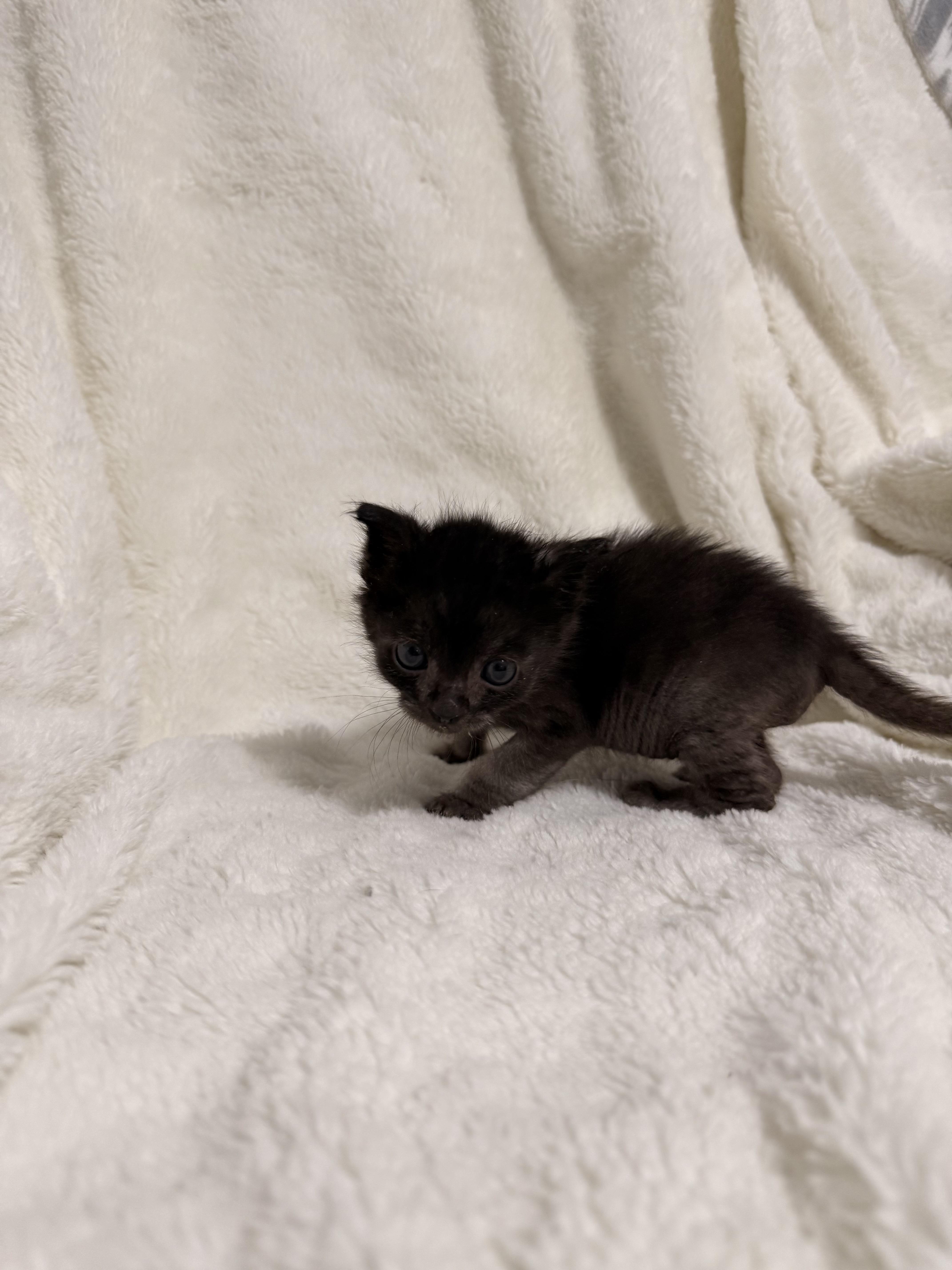Popcorn, a Adoptable Domestic Short Hair in Fruit Heights, UT image 2/2