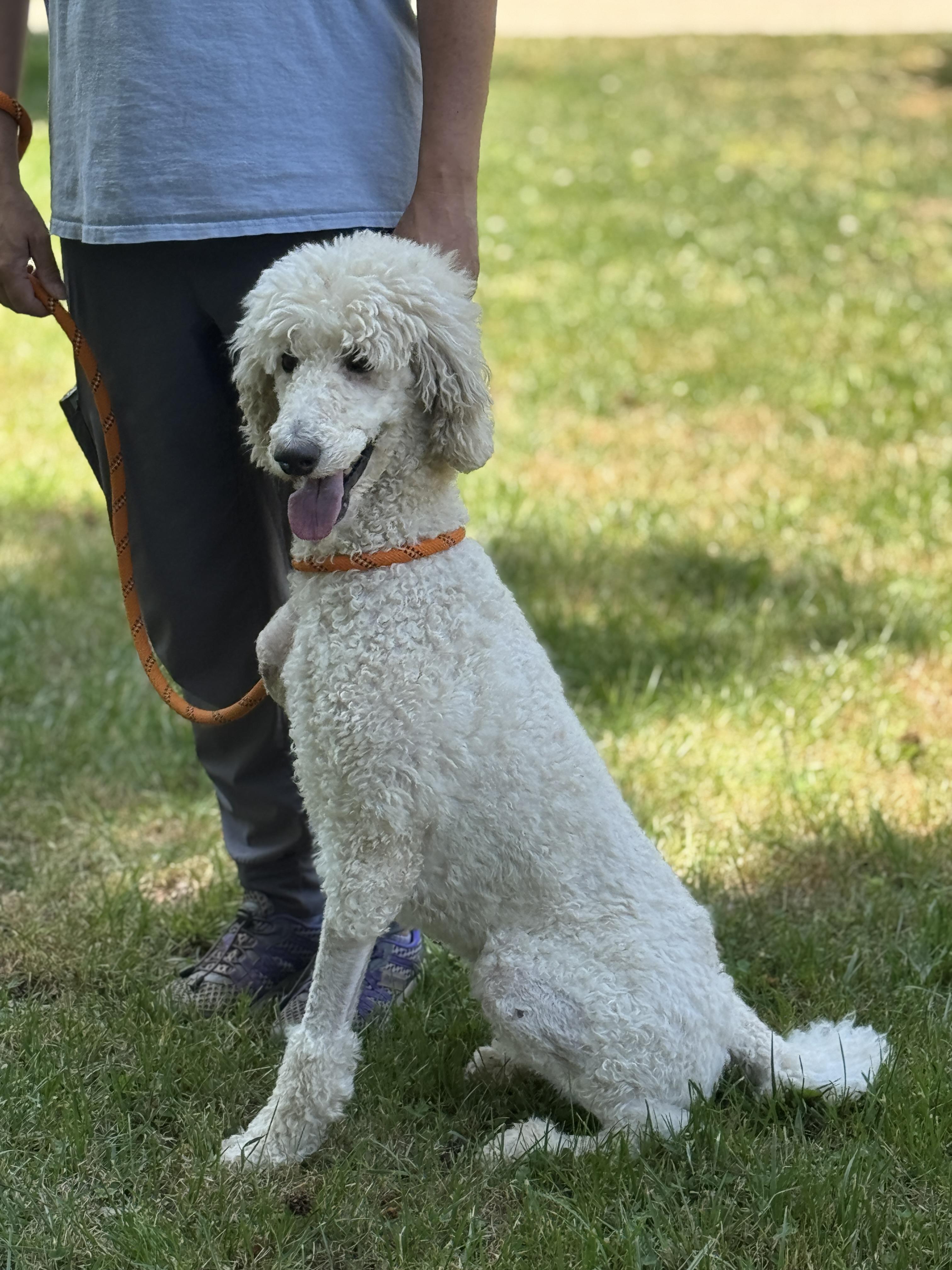 Enlarge Flossie, a ADOPTABLE Goldendoodle in Meherrin, VA image 5/6