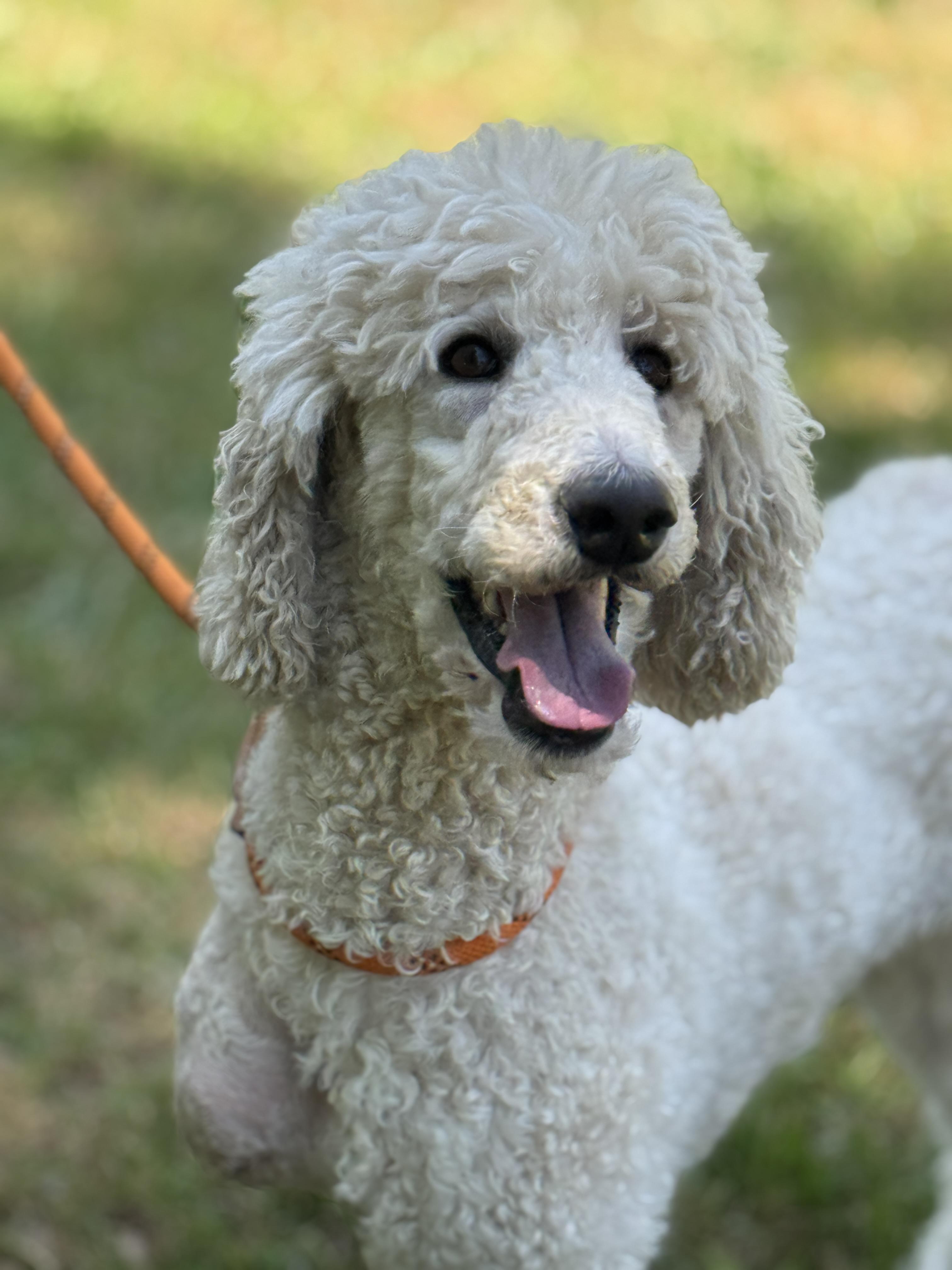 Flossie, ADOPTABLE, Adult Female Goldendoodle.