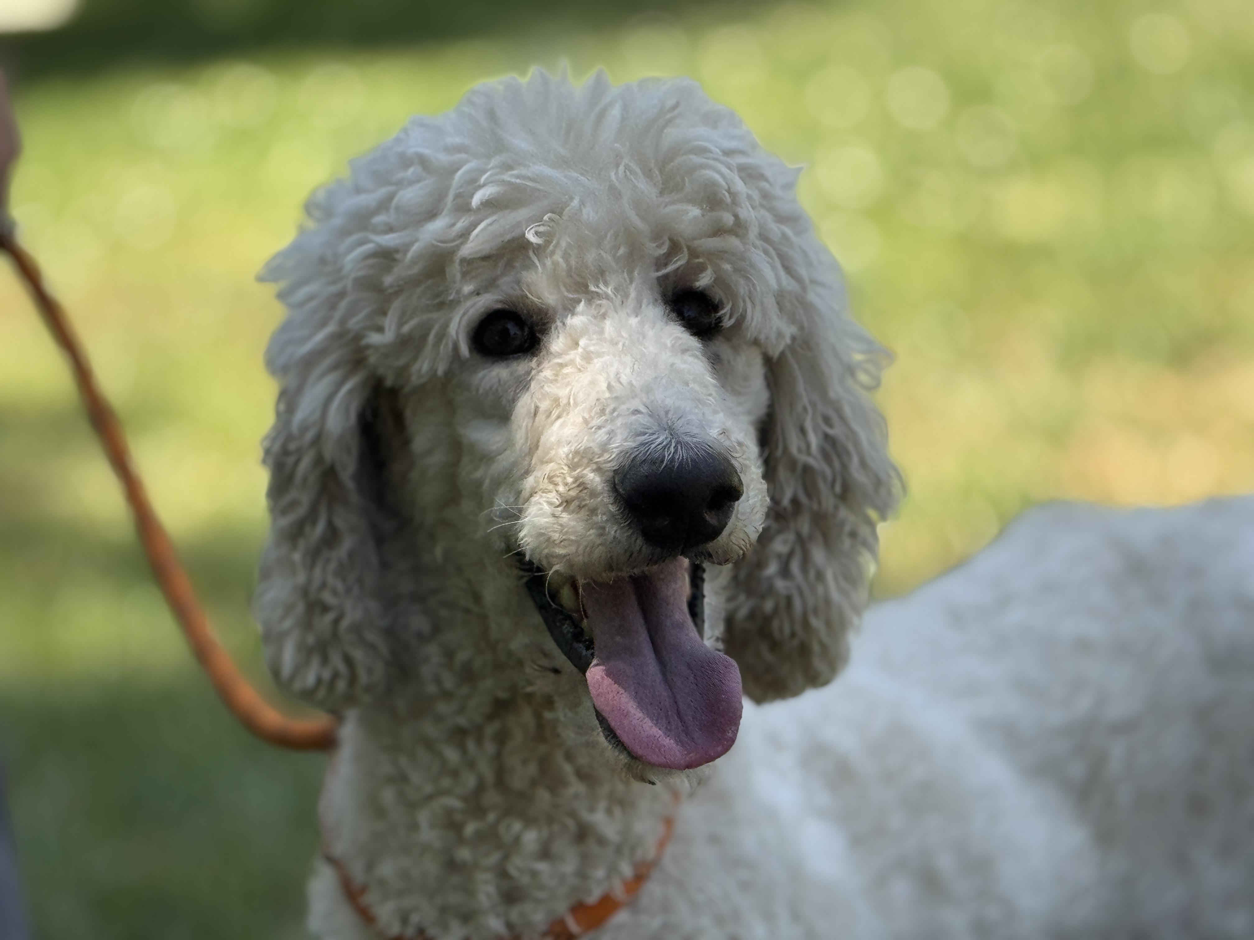 Enlarge Flossie, a ADOPTABLE Goldendoodle in Meherrin, VA image 2/6