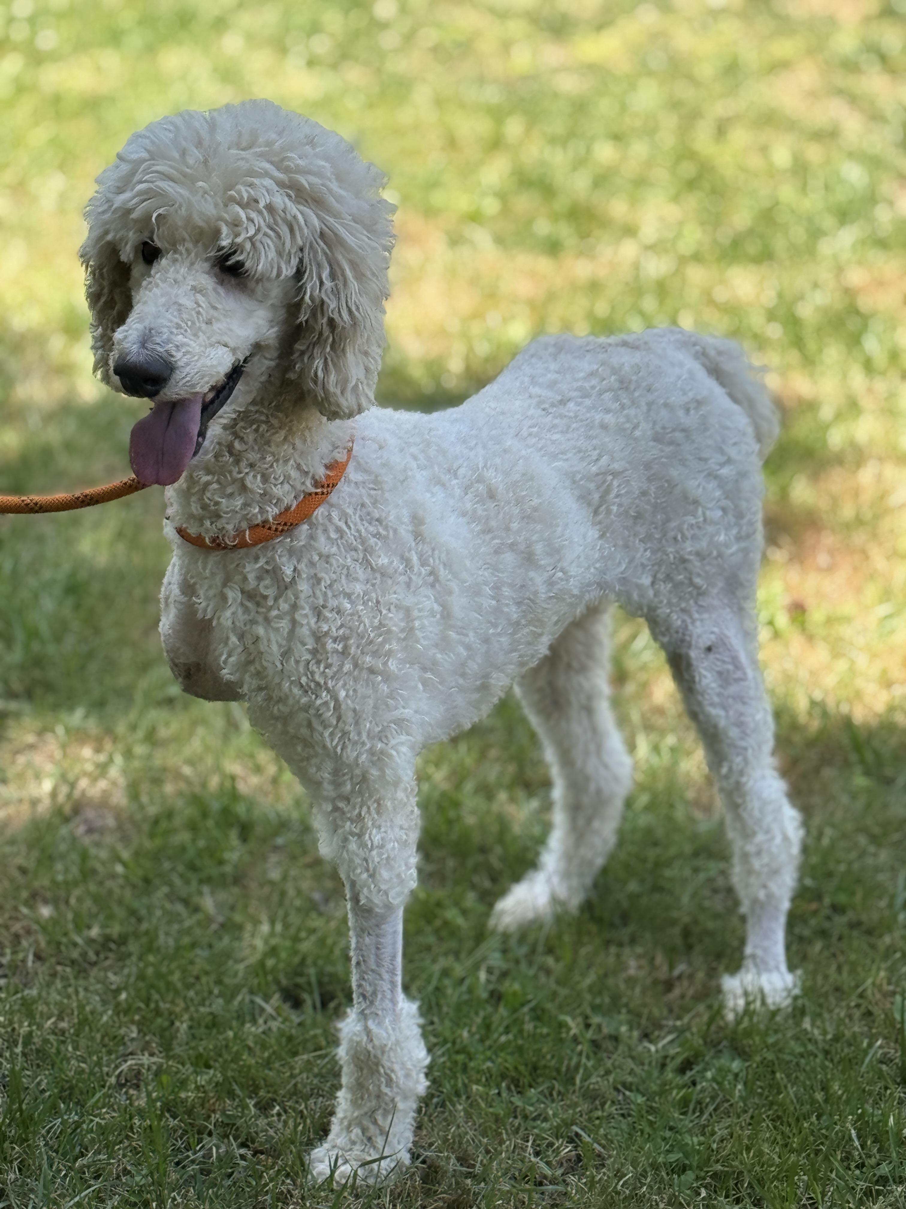 Enlarge Flossie, a ADOPTABLE Goldendoodle in Meherrin, VA image 4/6
