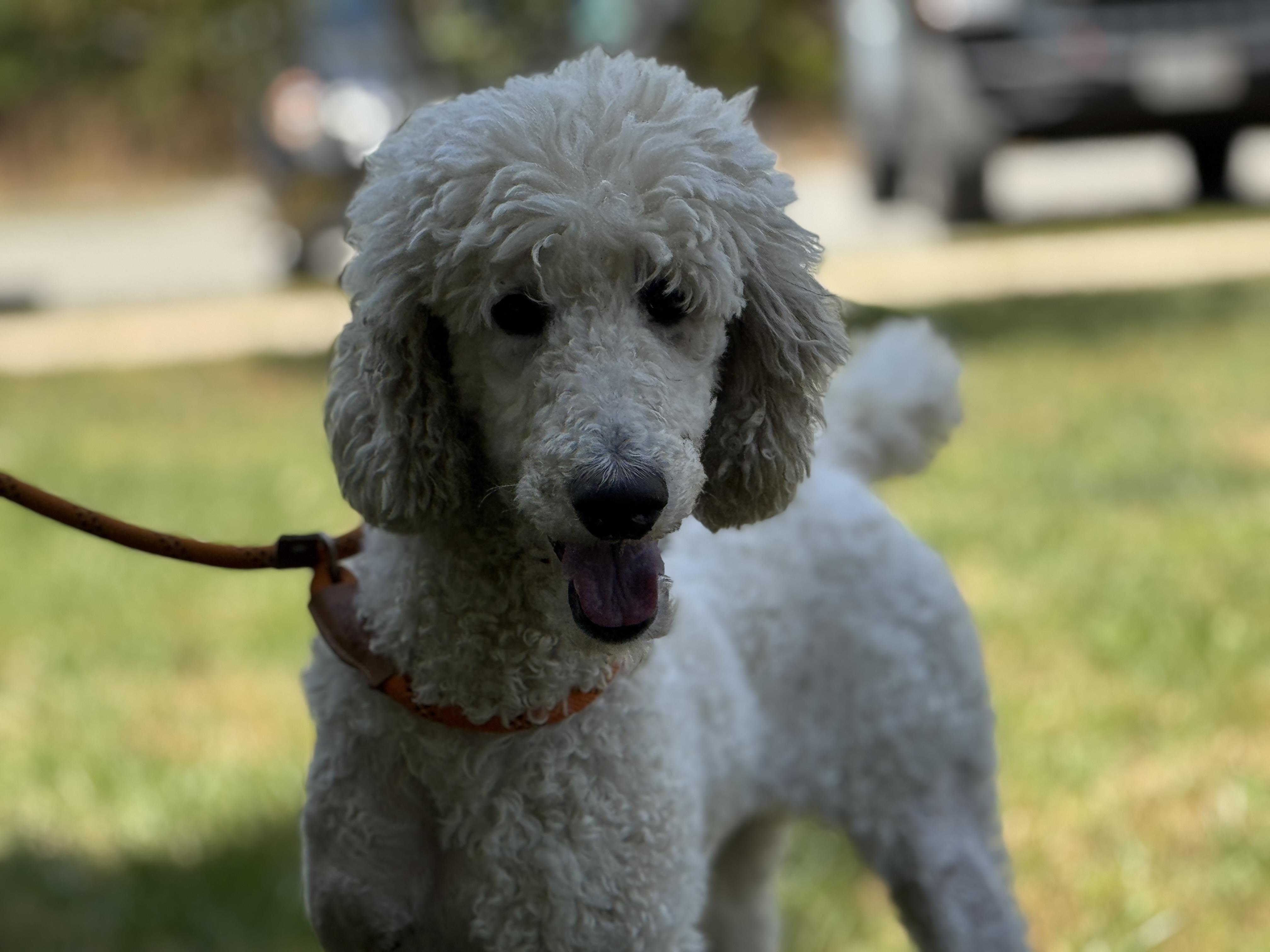 Enlarge Flossie, a ADOPTABLE Goldendoodle in Meherrin, VA image 3/6