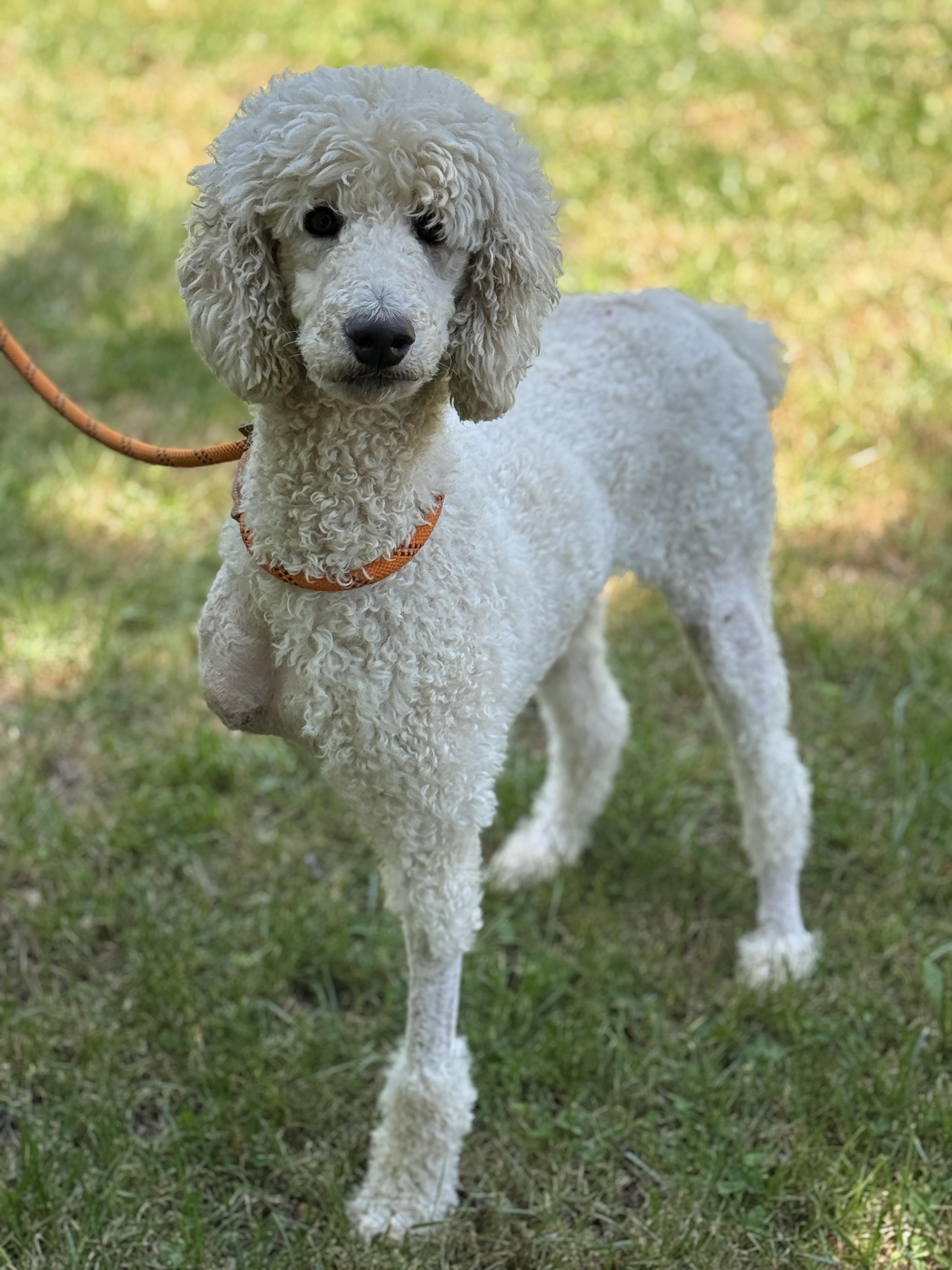 Enlarge Flossie, a ADOPTABLE Goldendoodle in Meherrin, VA image 6/6