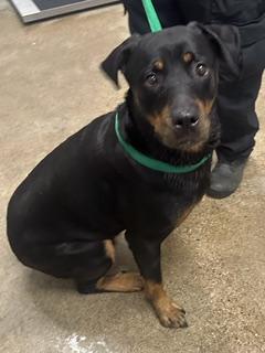 Enlarge Bailey, a Adoptable Rottweiler in Cleveland, OH image 3/3