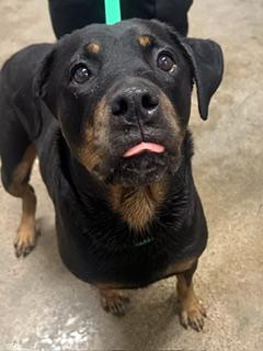 Enlarge Bailey, a Adoptable Rottweiler in Cleveland, OH image 2/3