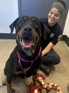 Bailey, Adoptable, Adult Female Rottweiler.