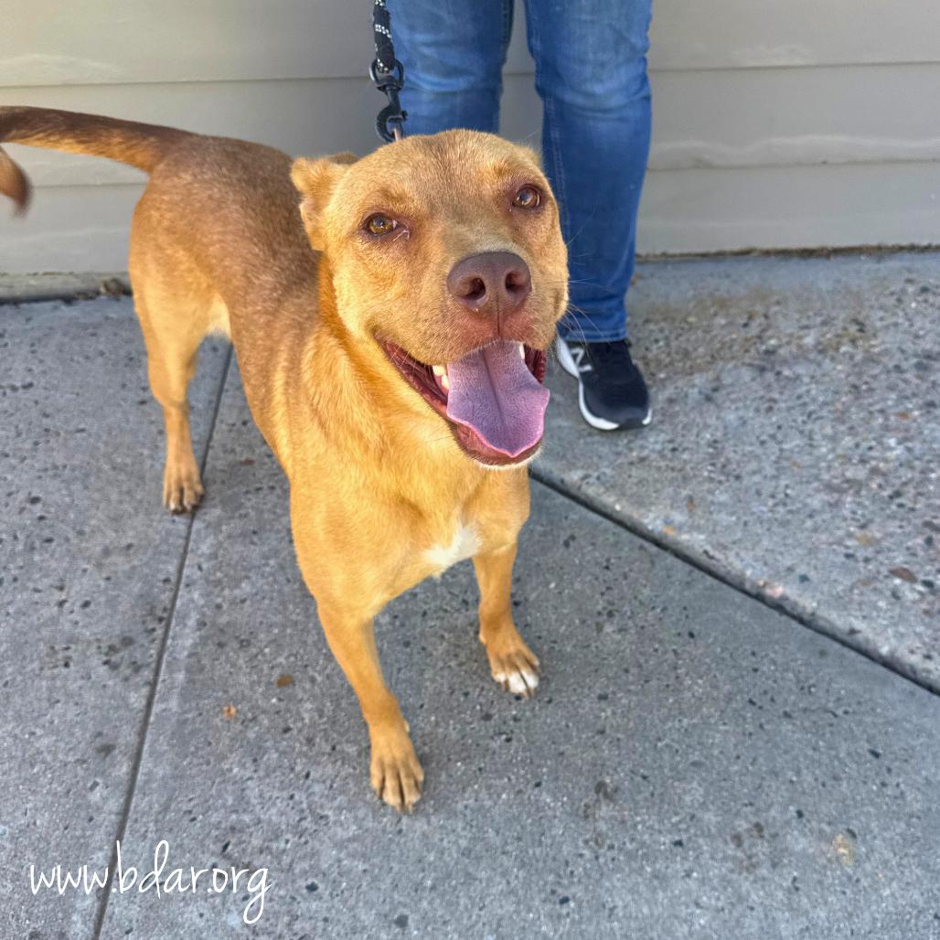 Annie, a Adoptable mixed breed in Cheyenne, WY image 1/3