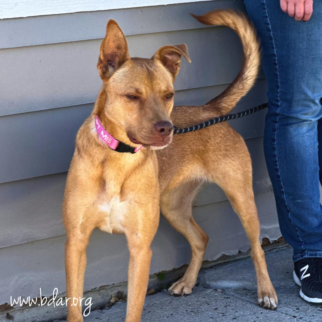 Annie, a Adoptable mixed breed in Cheyenne, WY image 2/3