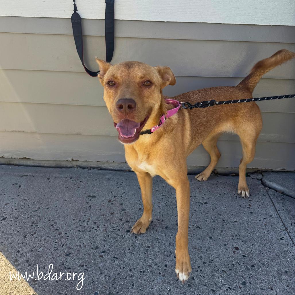 Annie, a Adoptable mixed breed in Cheyenne, WY image 3/3