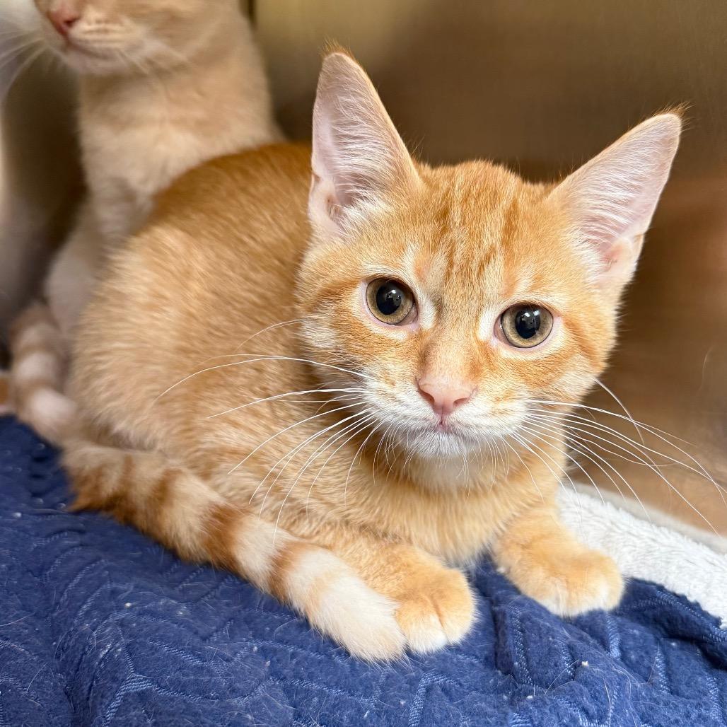 Enlarge Gourd, a Adopted Domestic Short Hair in Fenton, MI image 1/2