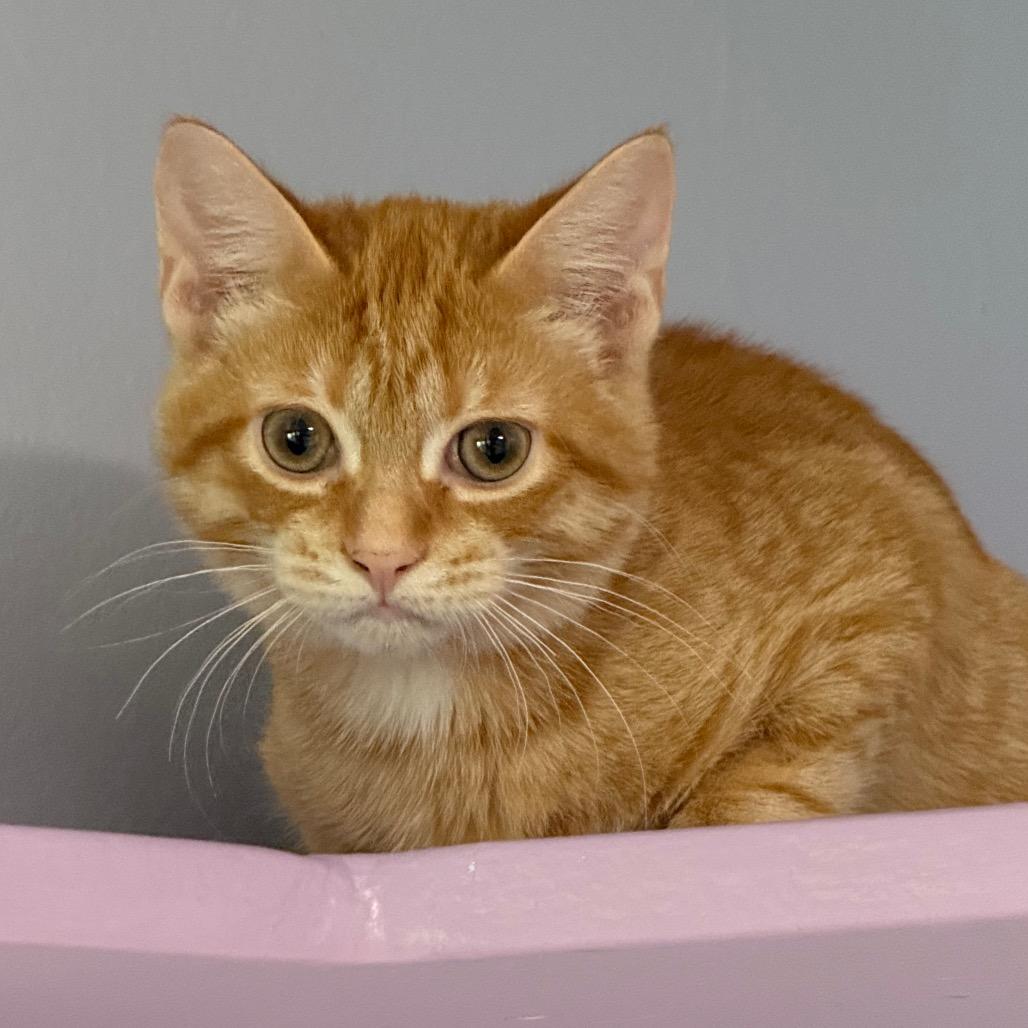 Enlarge Gourd, a Adopted Domestic Short Hair in Fenton, MI image 2/2