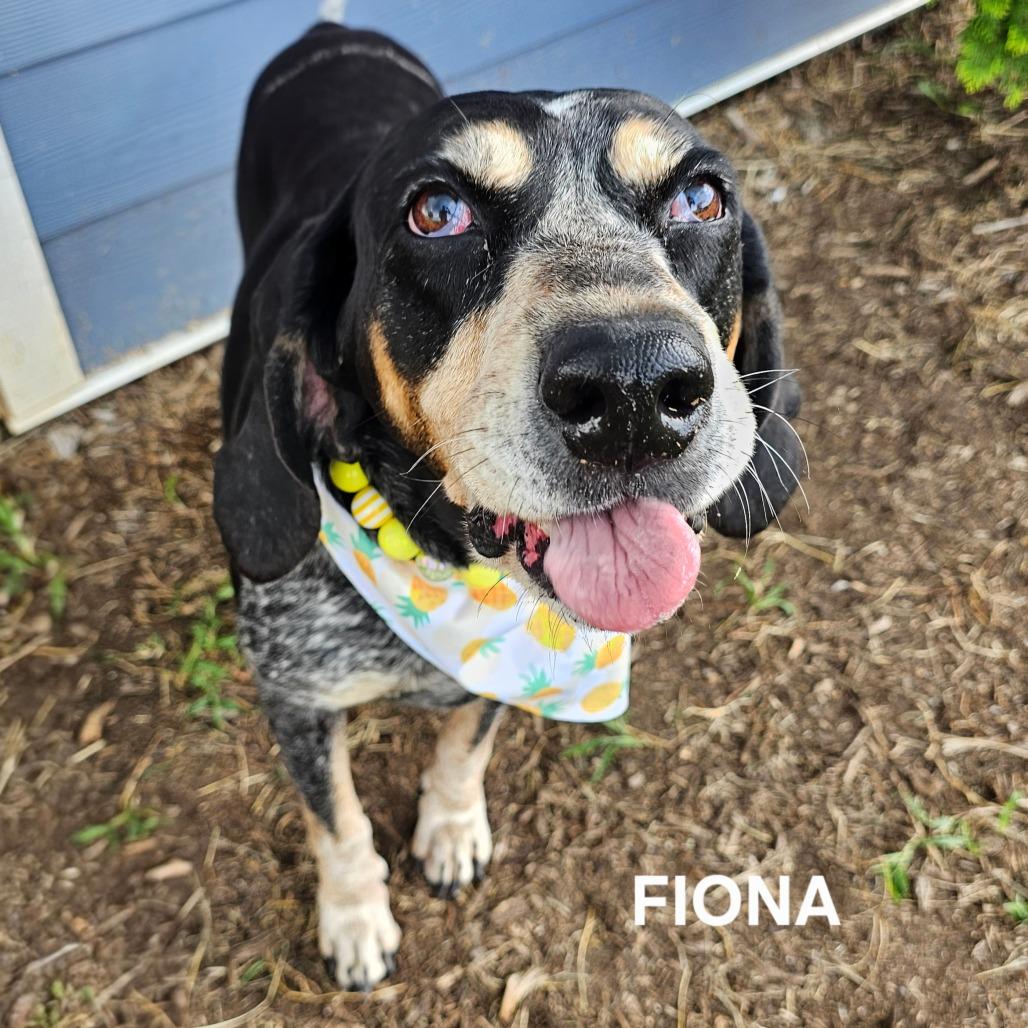 Fiona, Adoptable, Senior Female Bluetick Coonhound & Bluetick Coonhound.