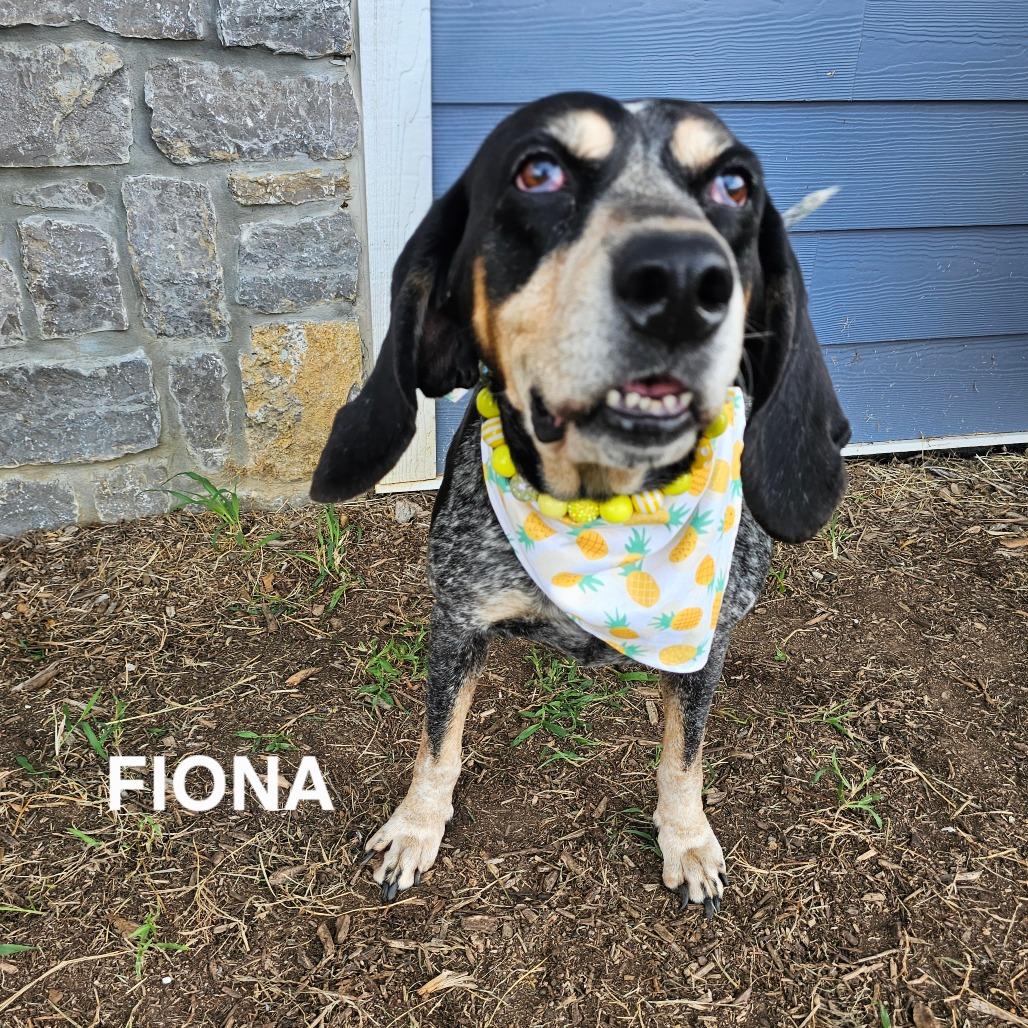 Fiona, a Adoptable mixed breed in Madisonville, TN image 3/3