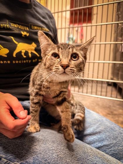 Enlarge Brie, a ADOPTABLE Domestic Short Hair in Missoula, MT image 1/1