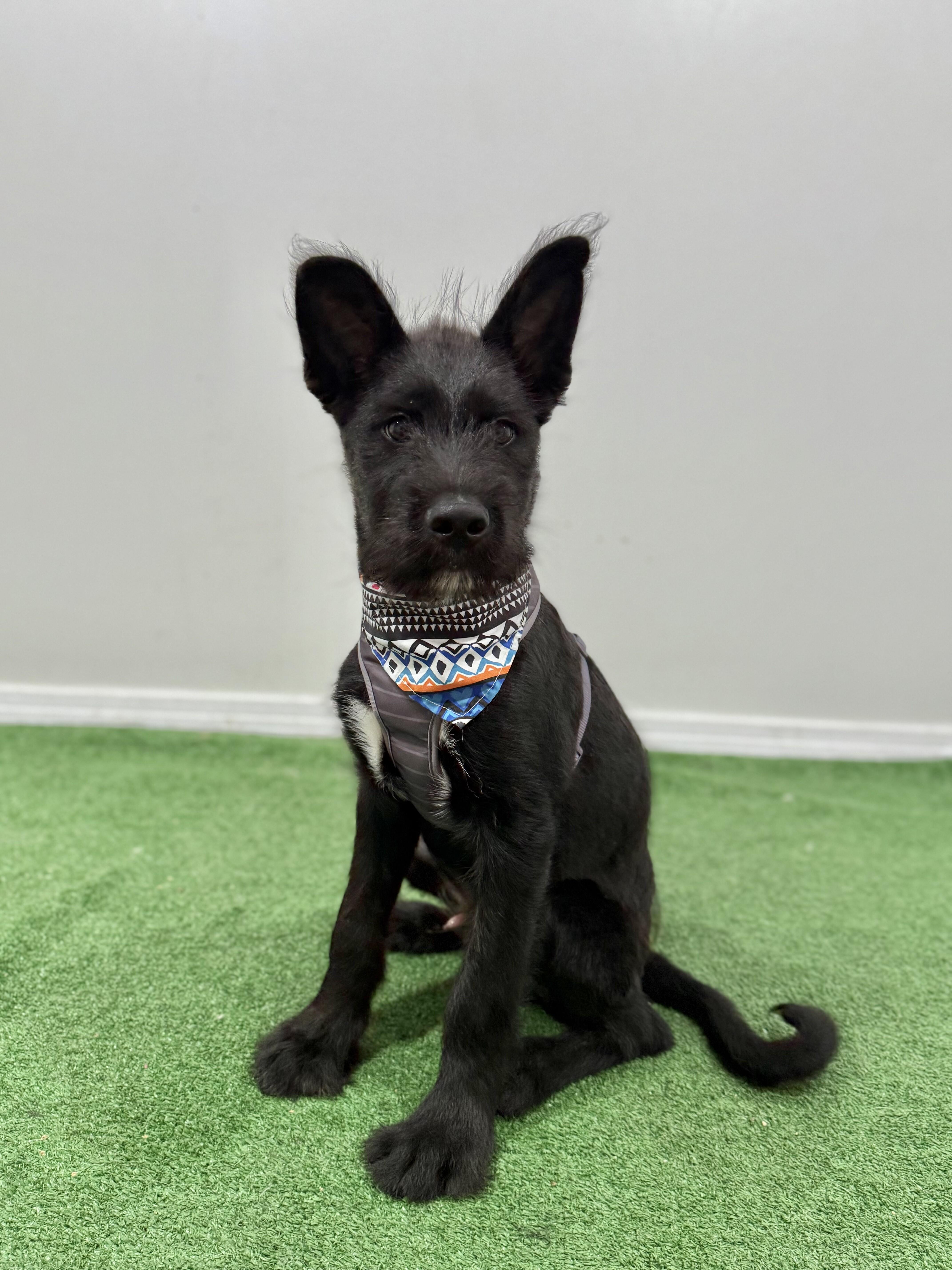 Tucker, Baby Male unknown