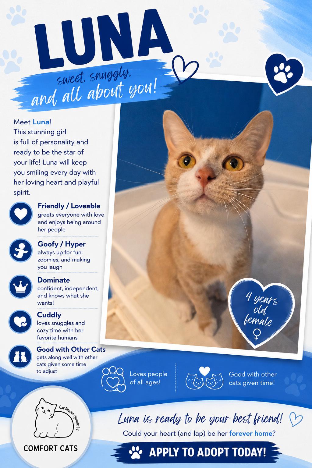 Enlarge Luna, a Adoptable Domestic Short Hair in Moore, SC image 1/3