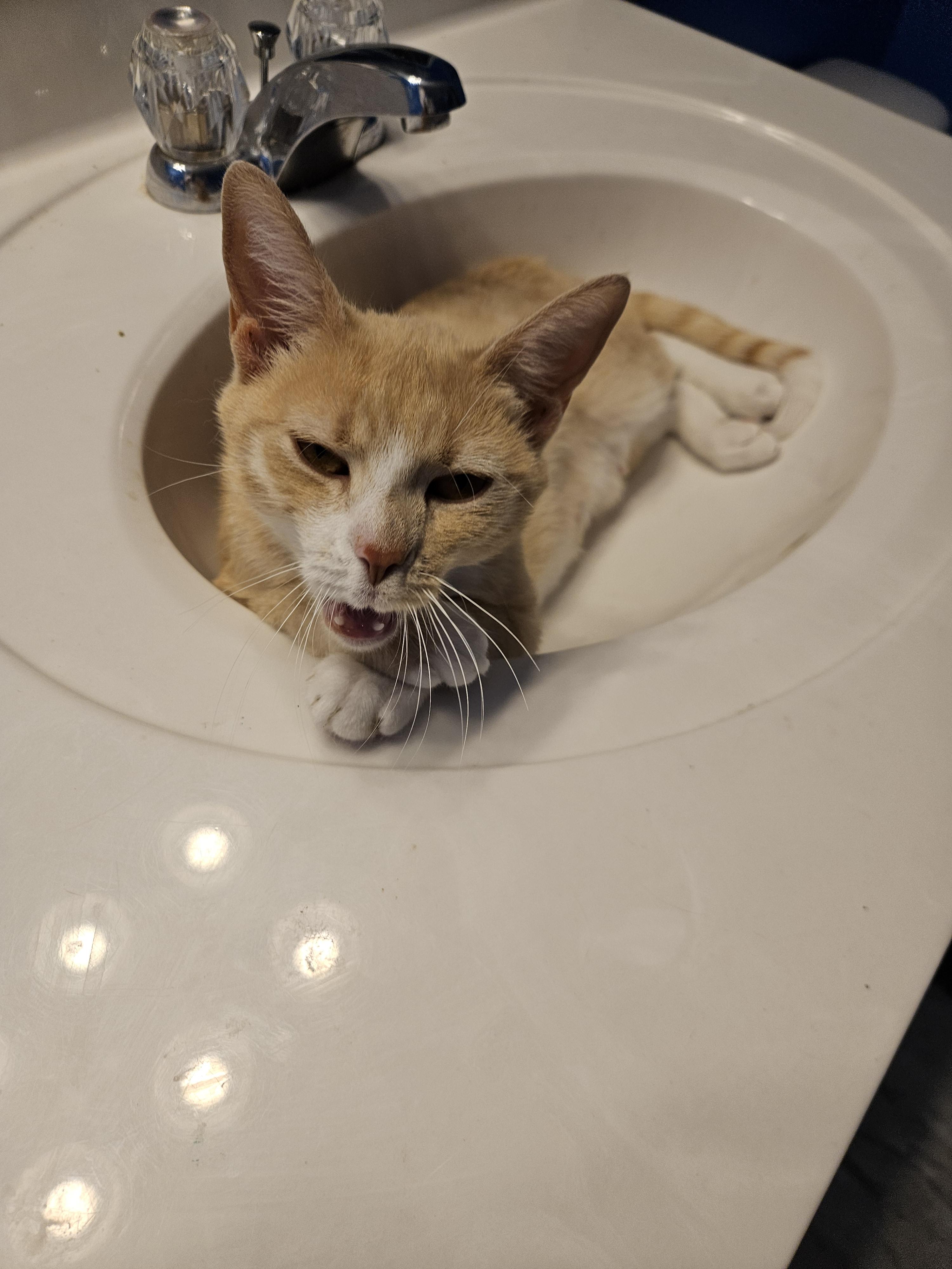 Enlarge Luna, a Adoptable Domestic Short Hair in Moore, SC image 3/3