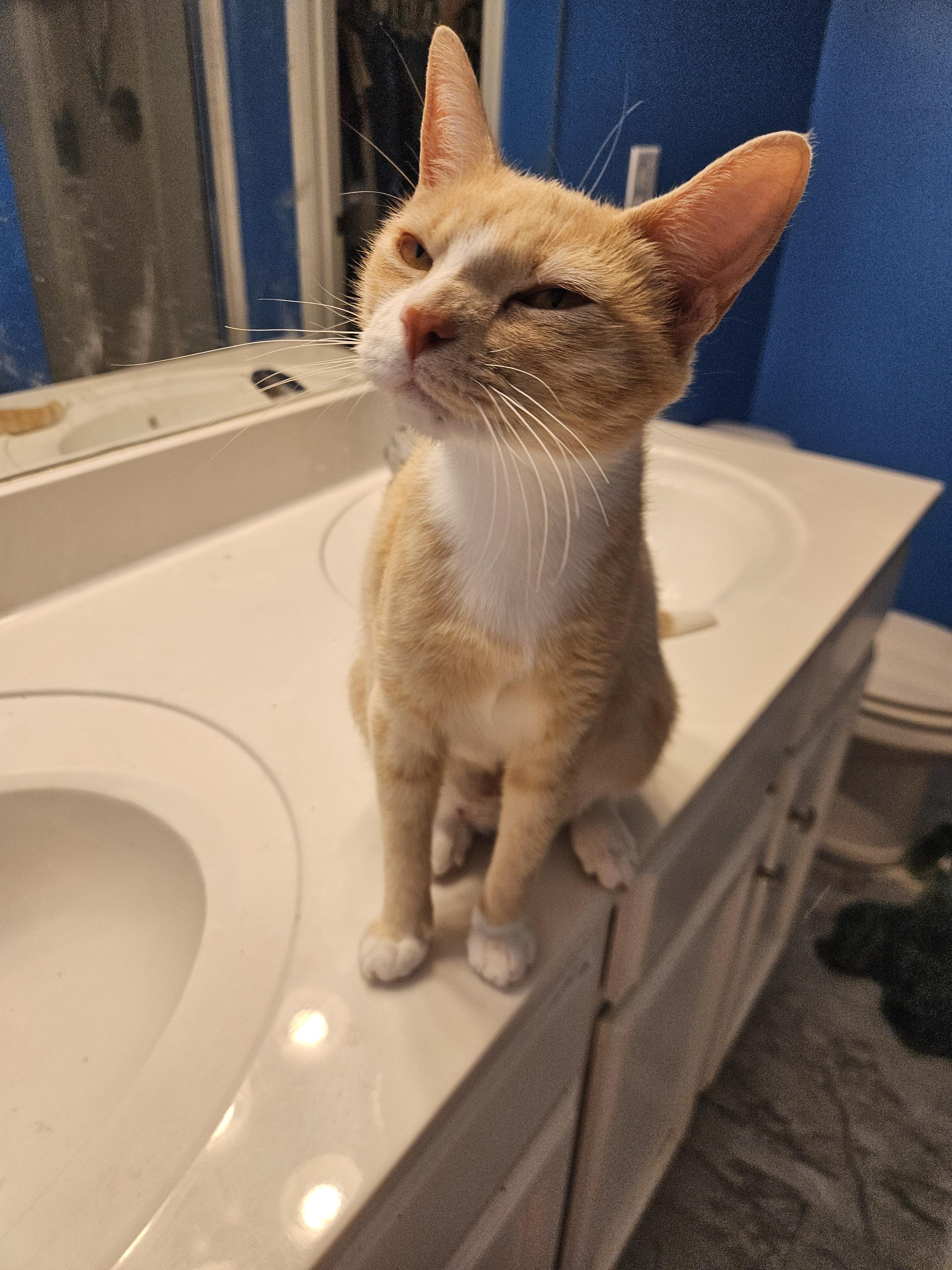 Enlarge Luna, a Adoptable Domestic Short Hair in Moore, SC image 2/3