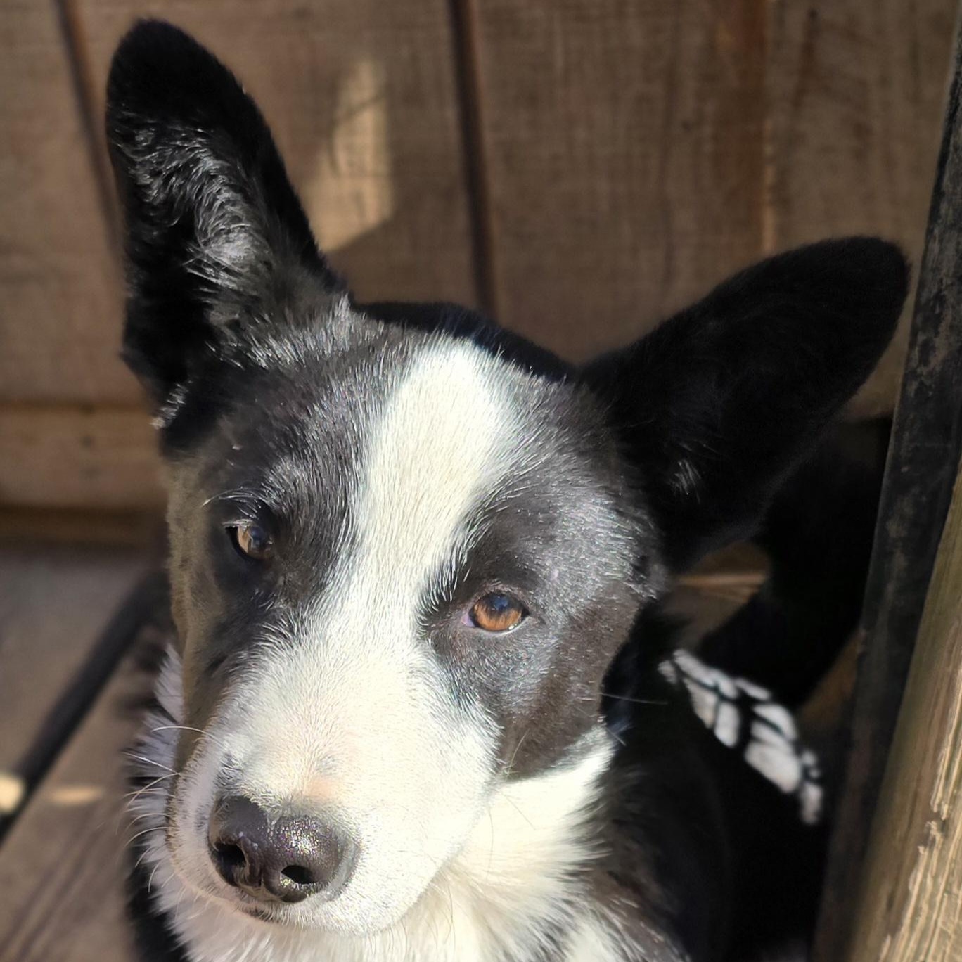 Reginald, a Adoptable mixed breed image 1/6