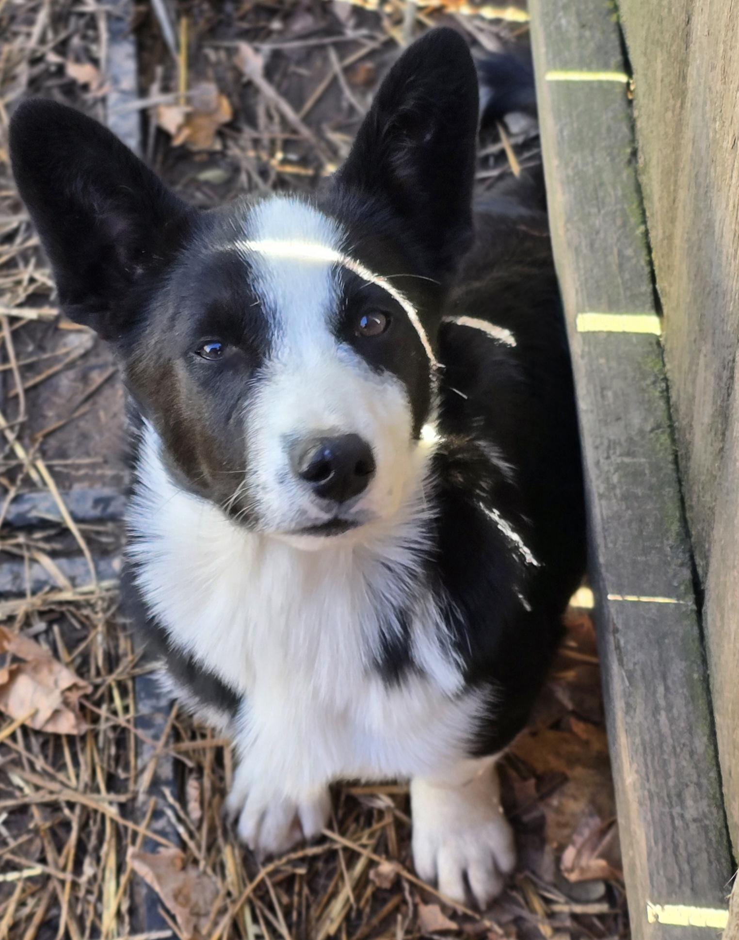 Reginald thumbnail 3