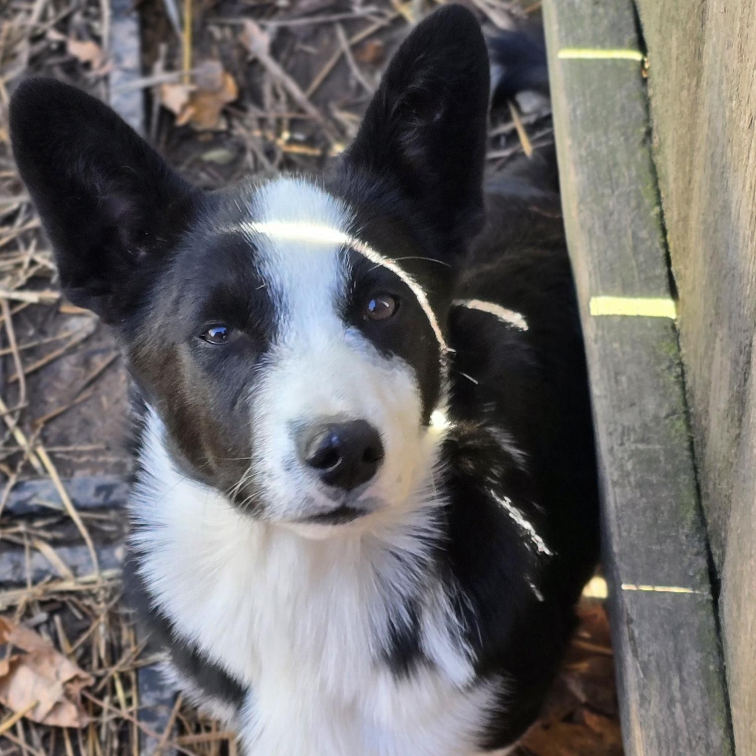 Reginald, a Adoptable mixed breed image 2/6