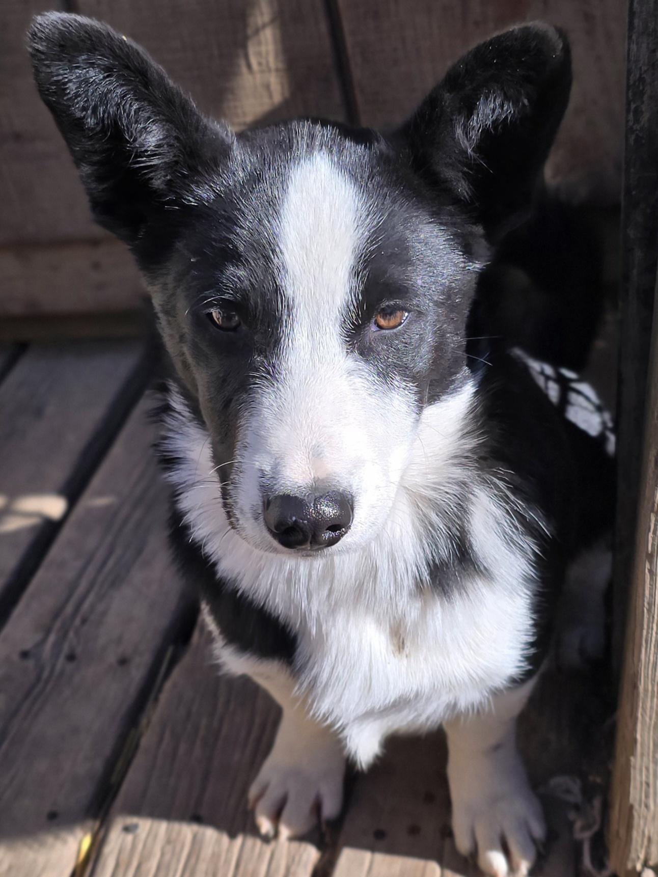 Reginald thumbnail 2